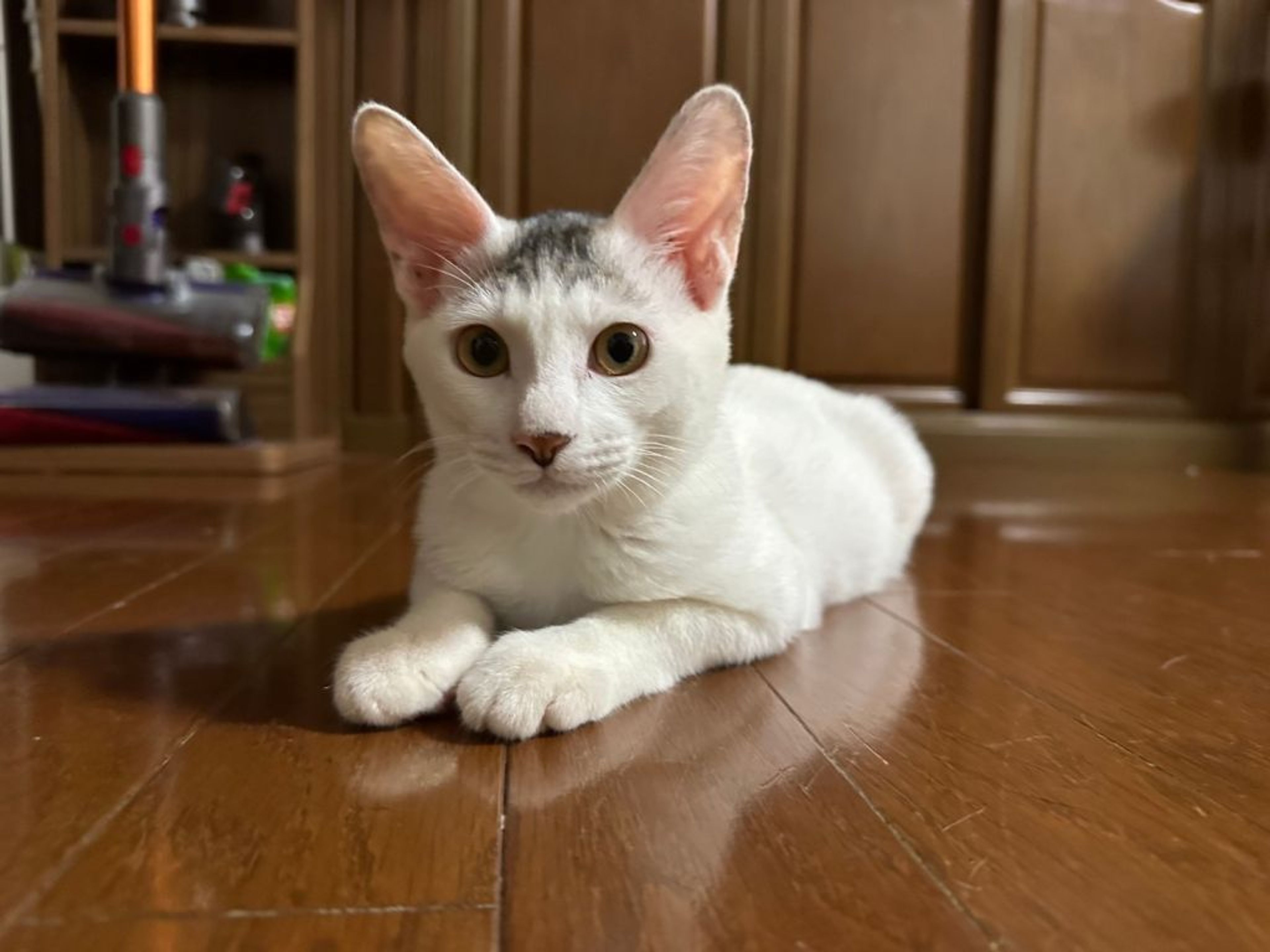 雑種（ミックス猫）・オスの里親募集の写真