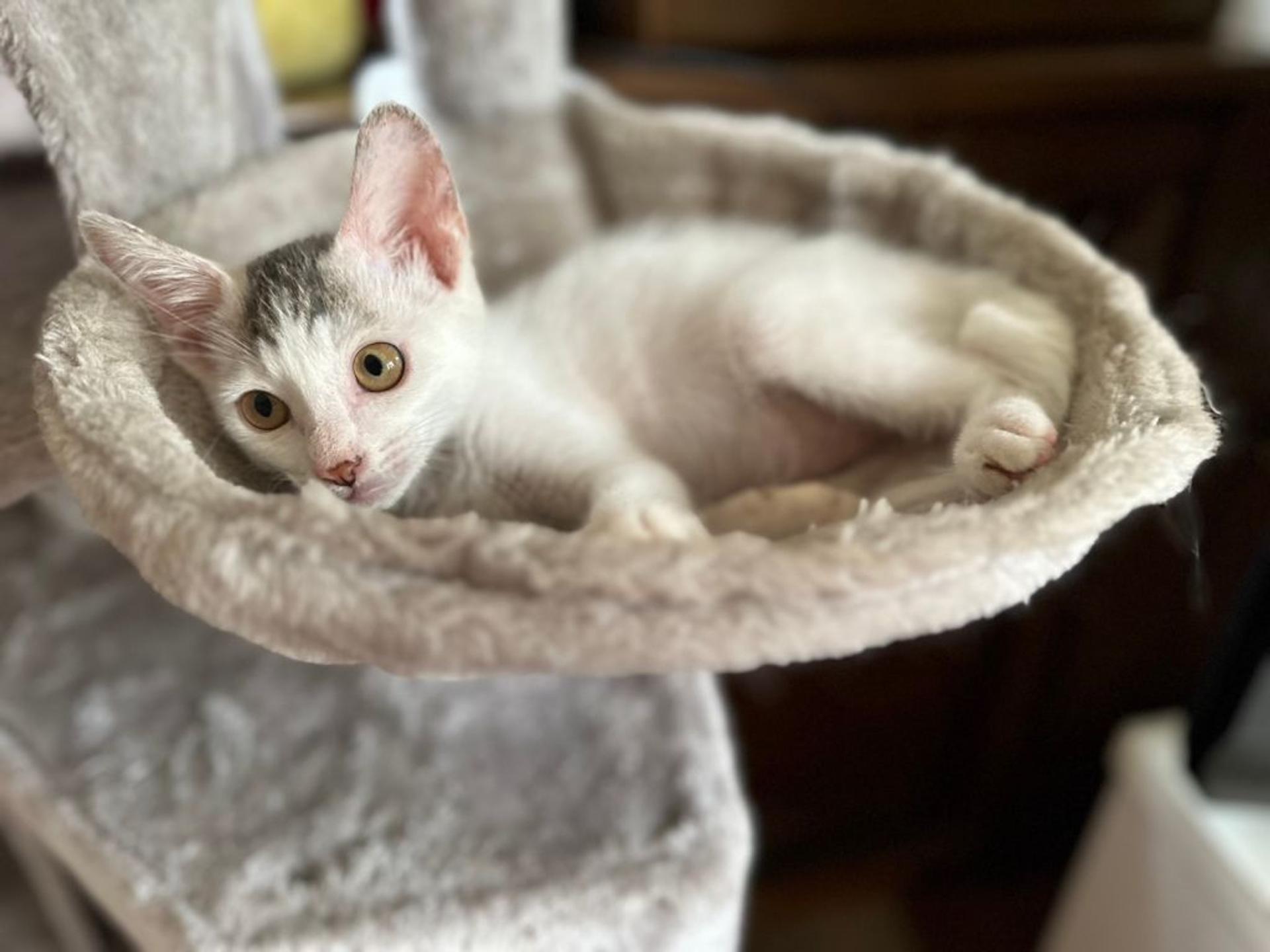 pet-image-2