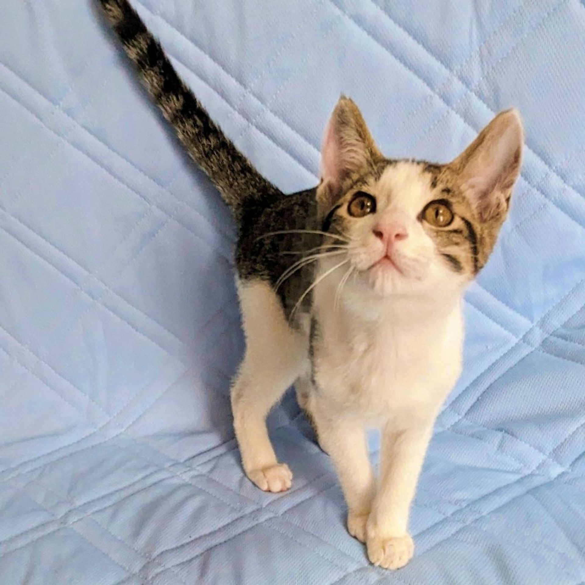 雑種（ミックス猫）・オスの里親募集の写真