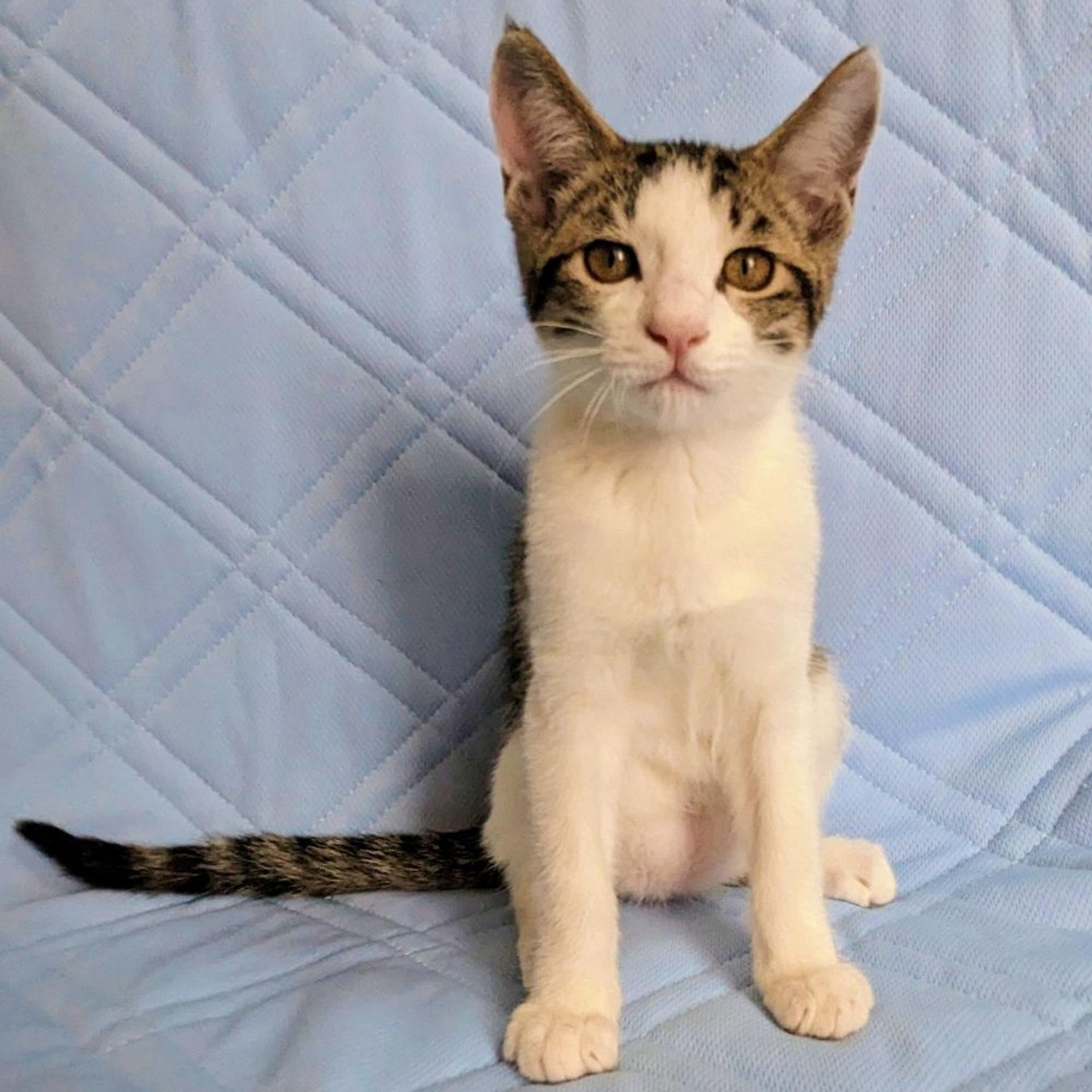pet-image-2