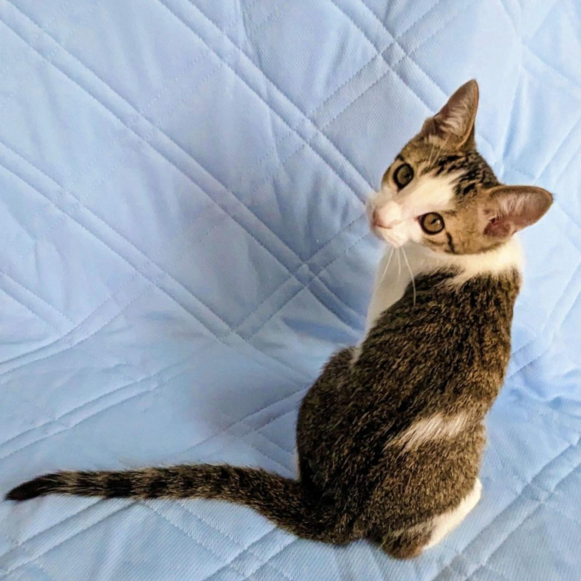 pet-image-2