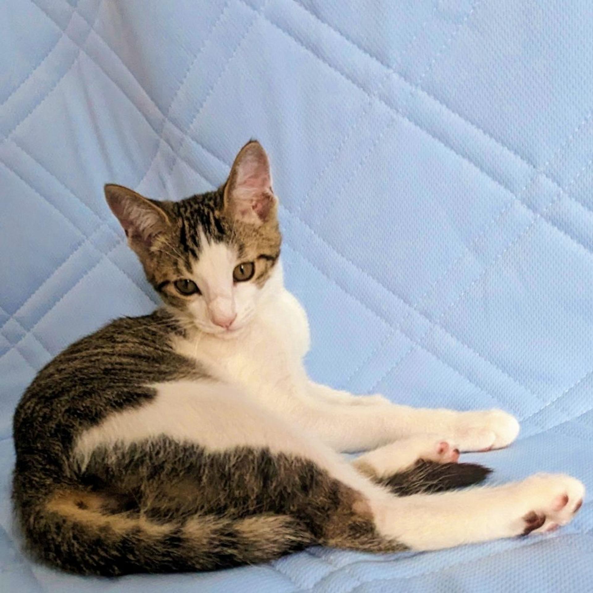 pet-image-3
