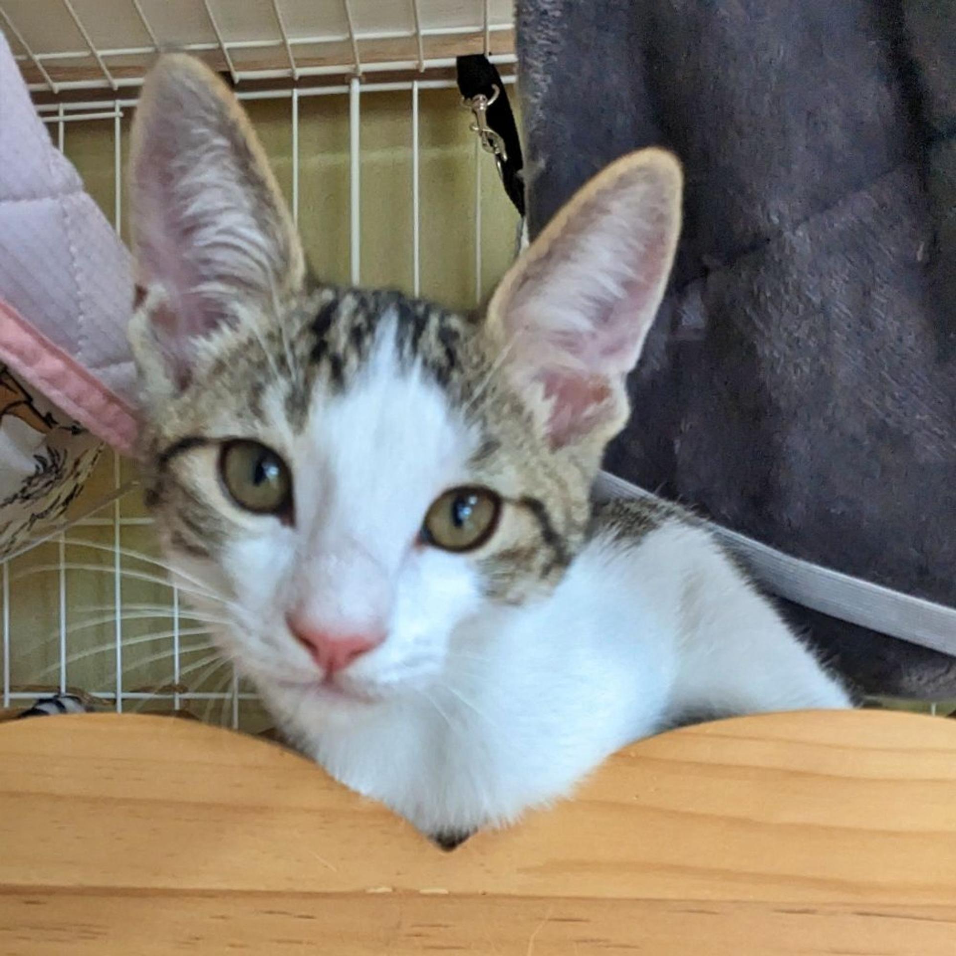 pet-image-4