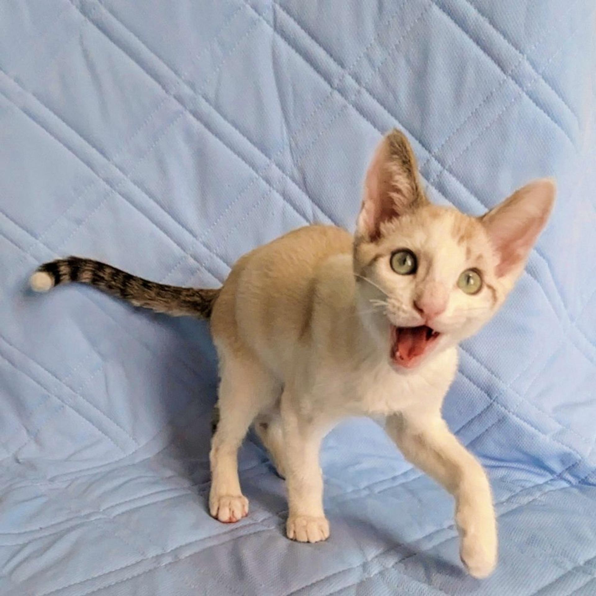 pet-image-2