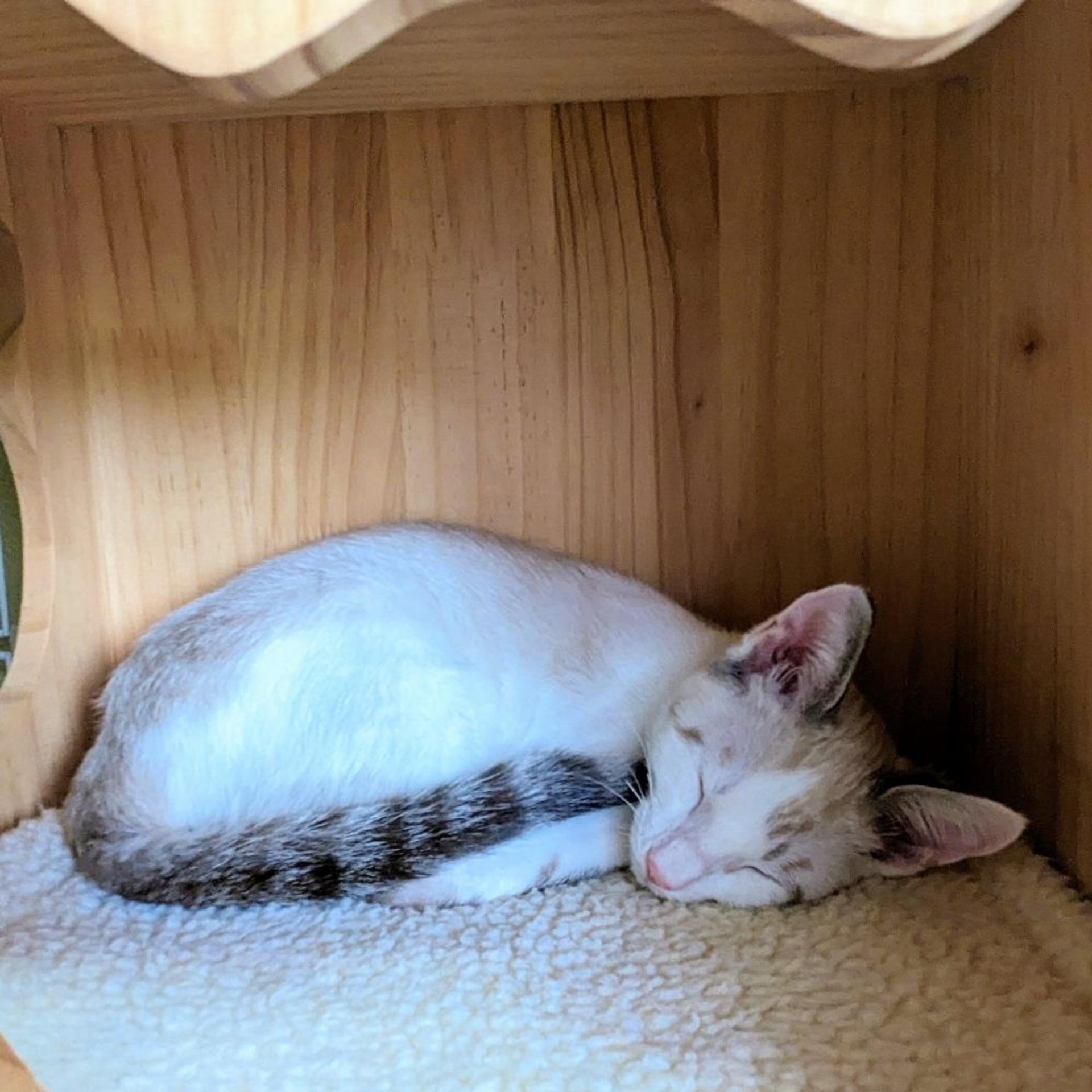 pet-image-4