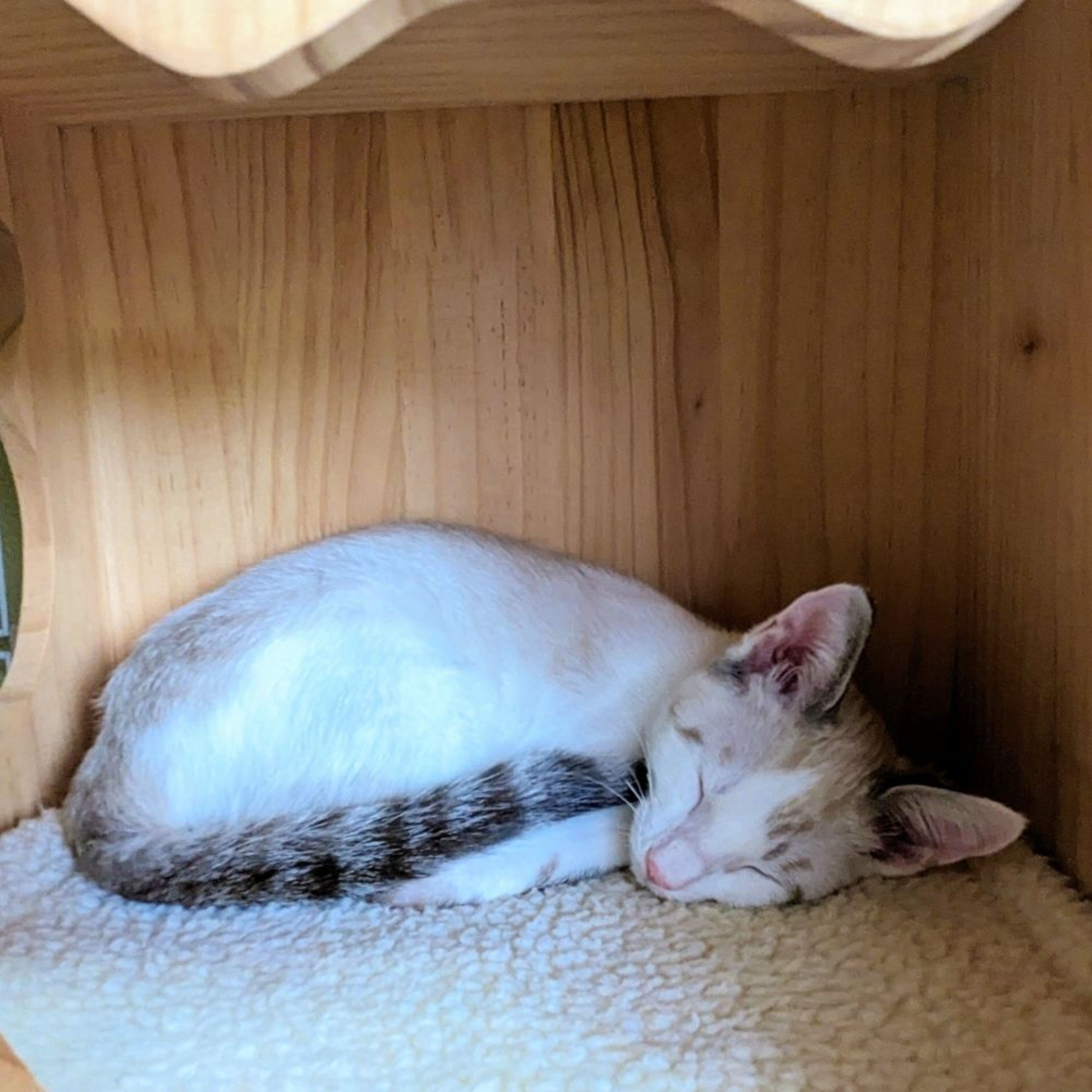 pet-image-4