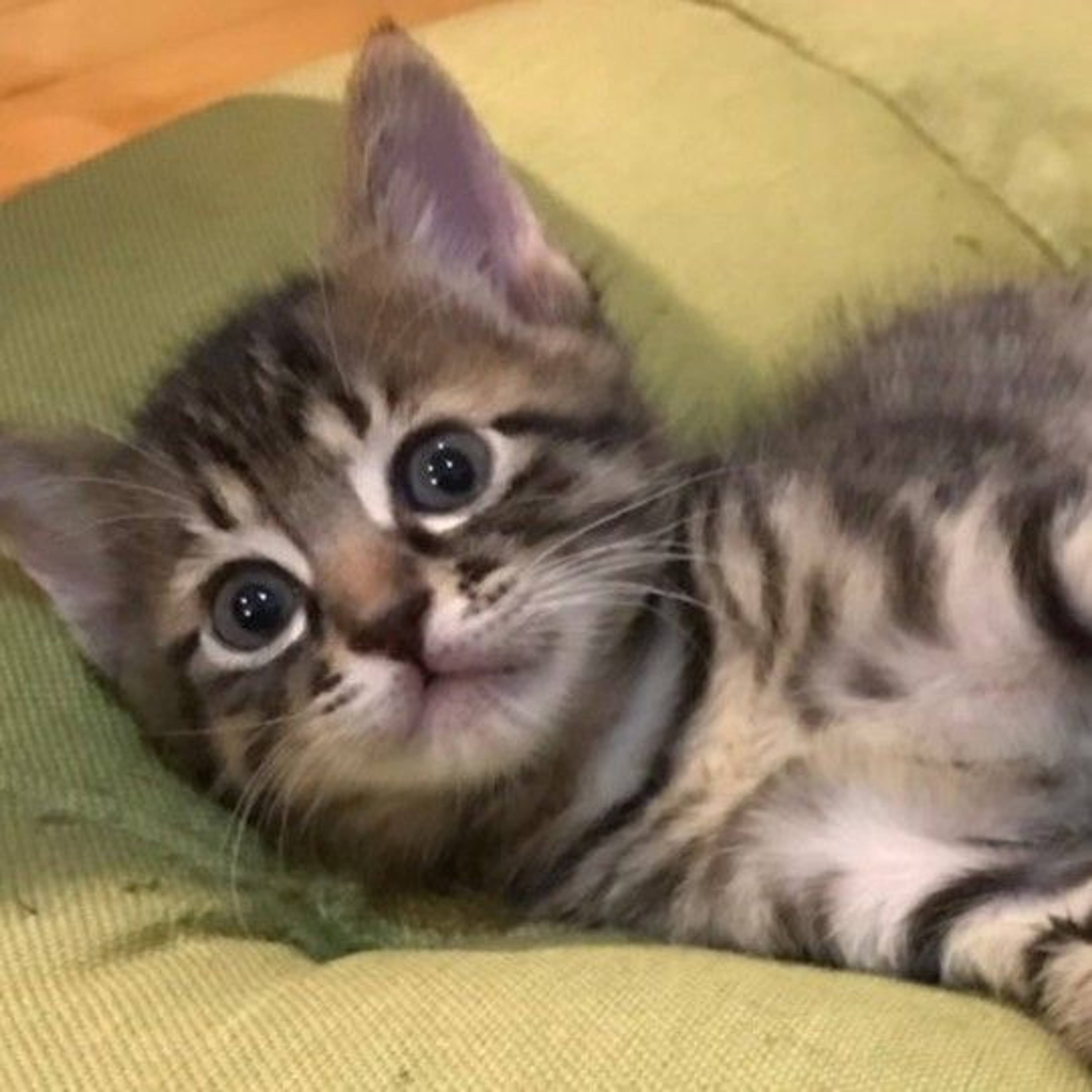 雑種（ミックス猫）・オスの里親募集の写真