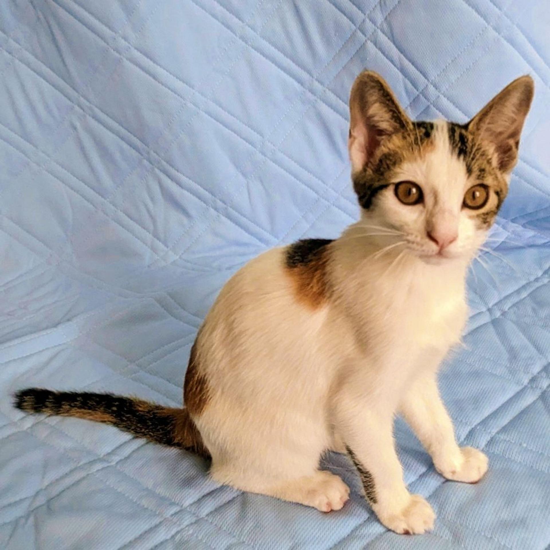 pet-image-2
