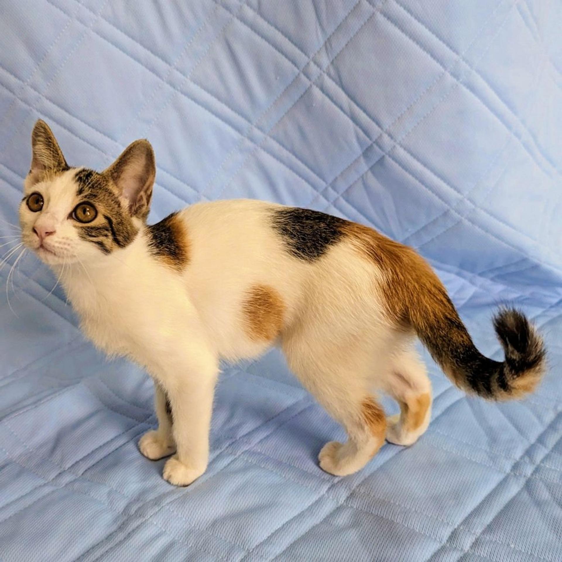 pet-image-4