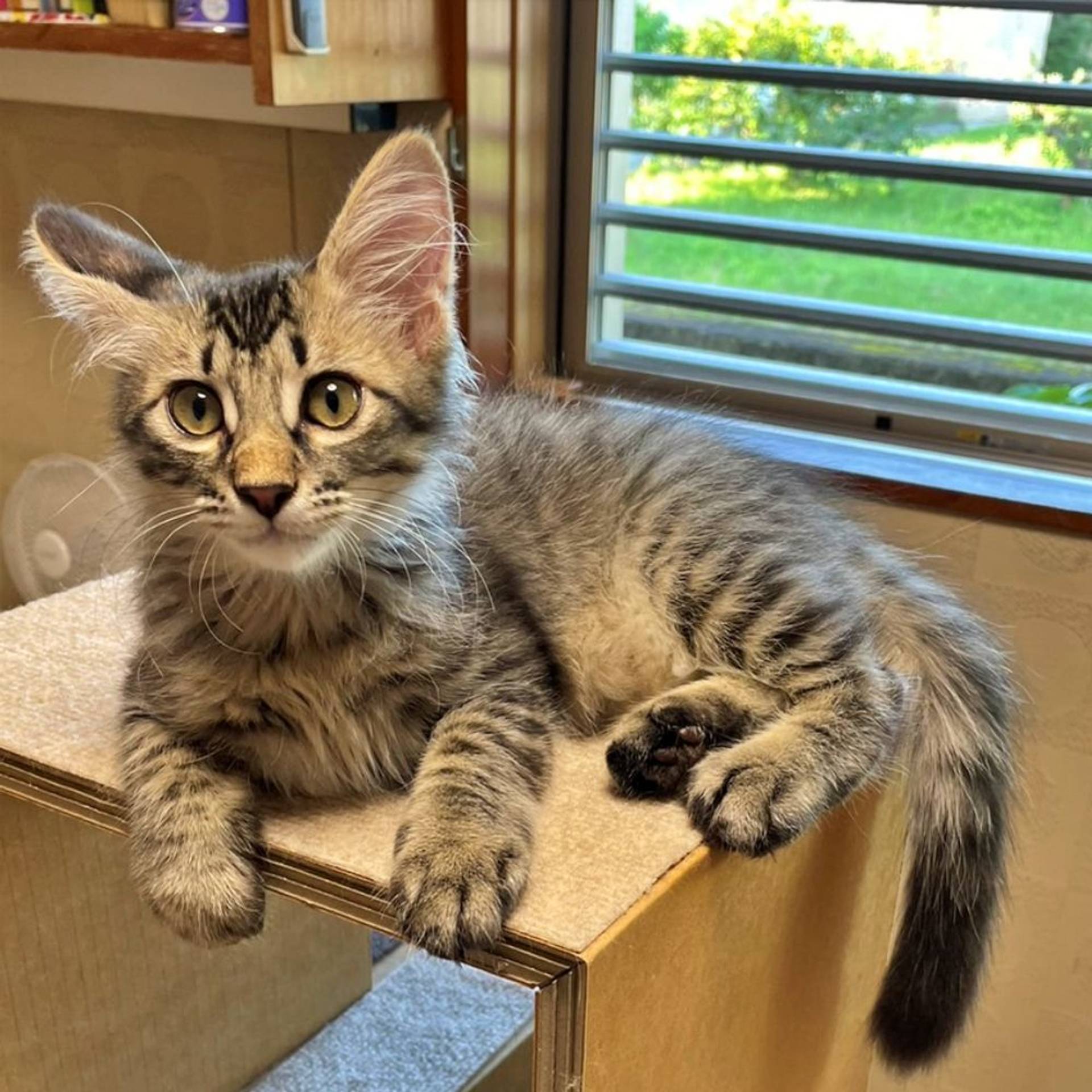 雑種（ミックス猫）・オスの里親募集の写真