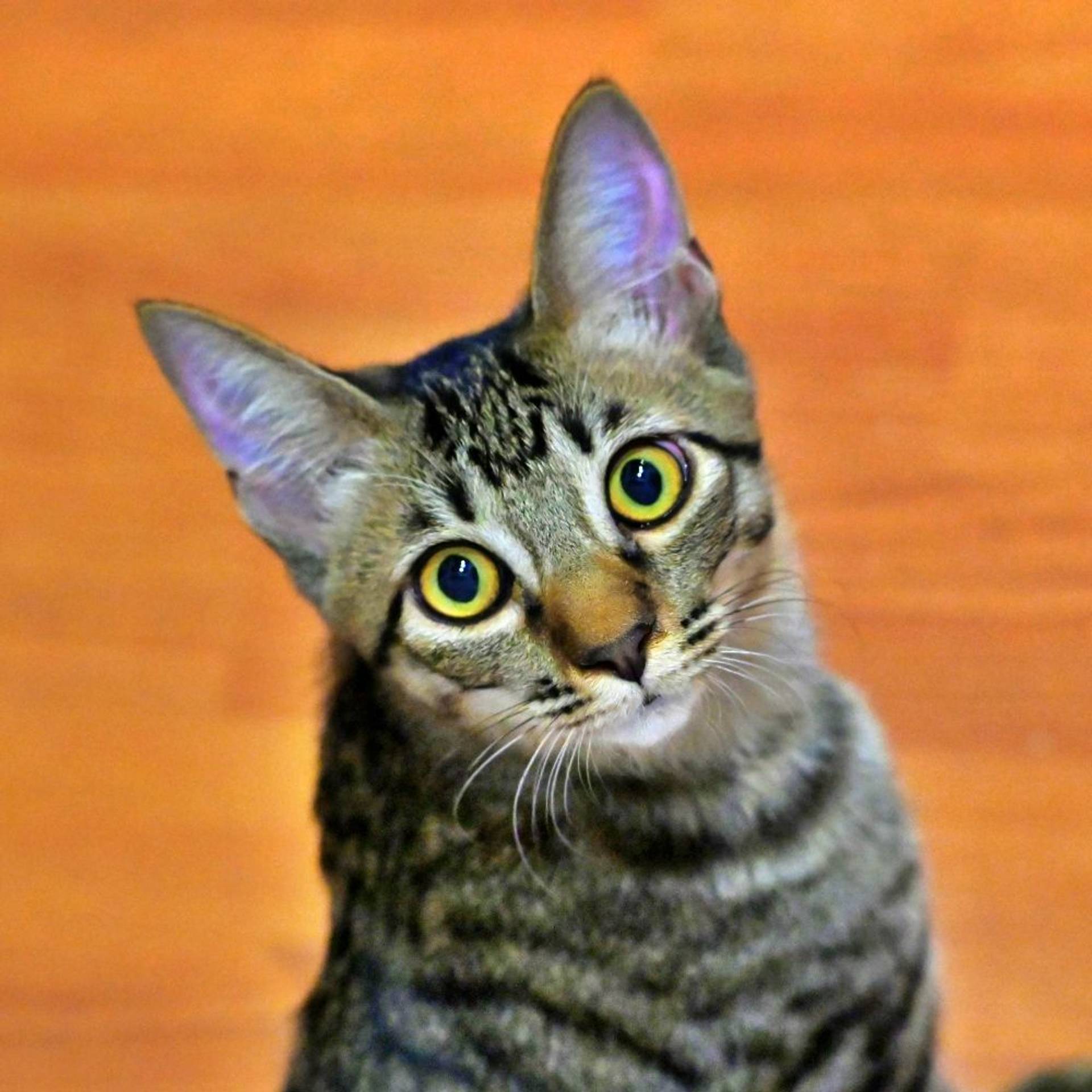 雑種（ミックス猫）・オスの里親募集の写真