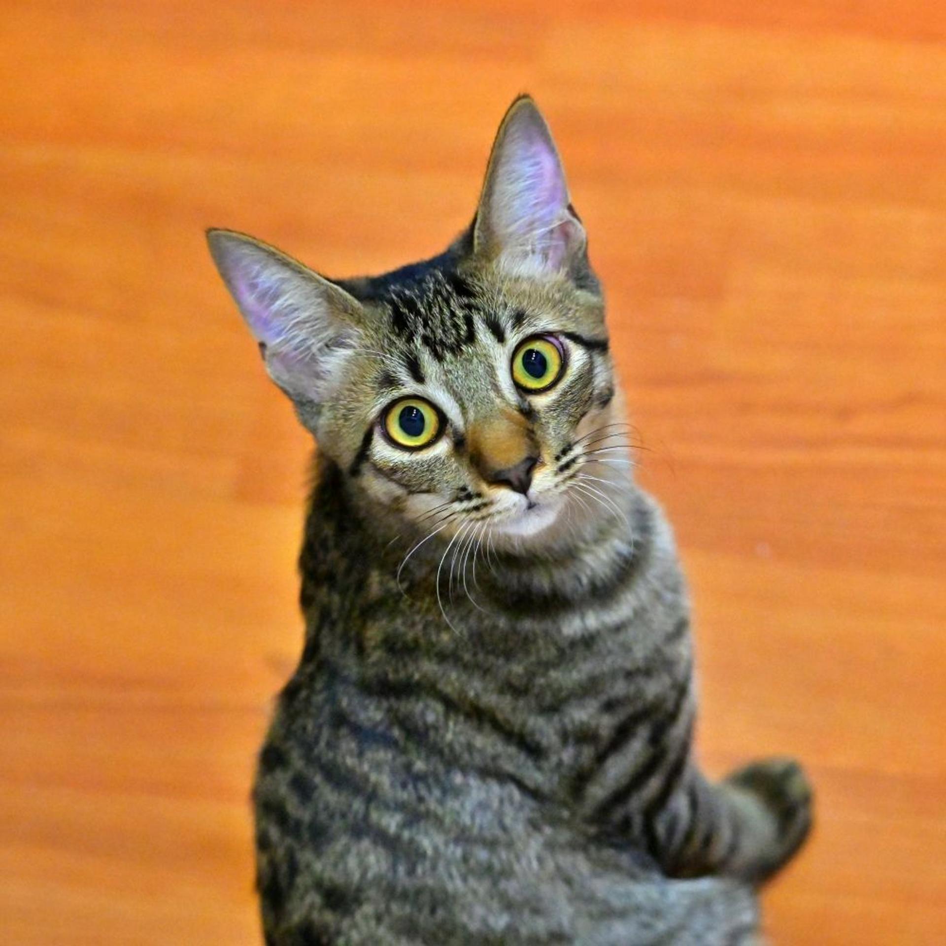 pet-image-2