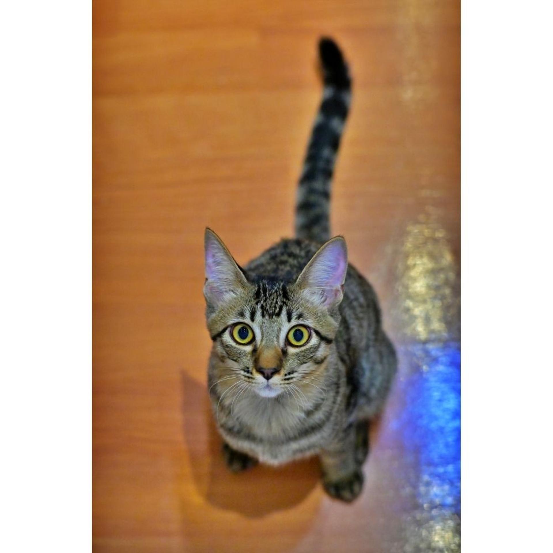 pet-image-3