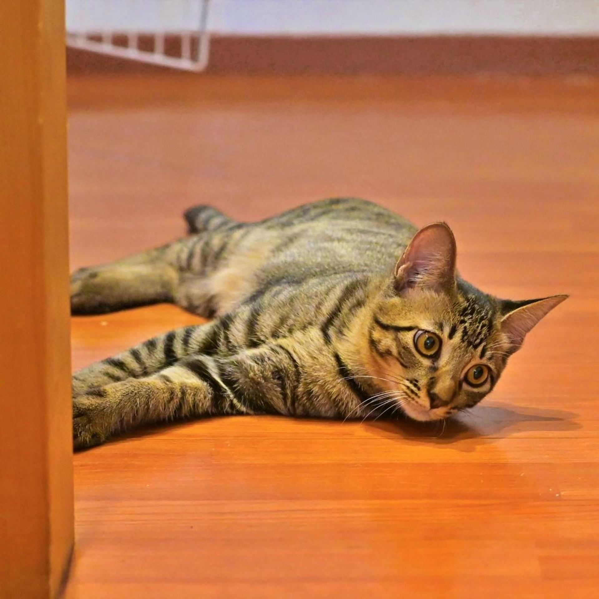 pet-image-4