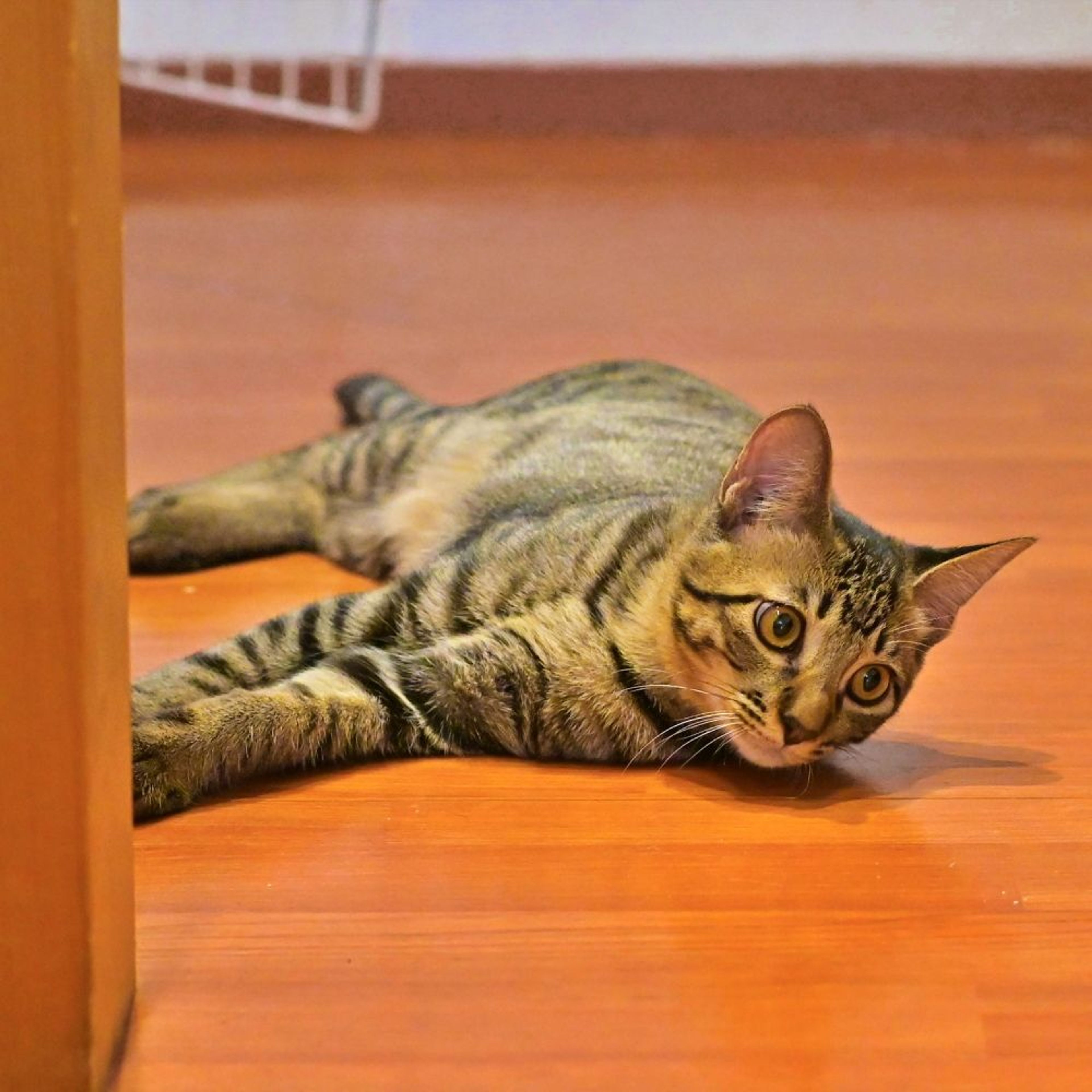 pet-image-4