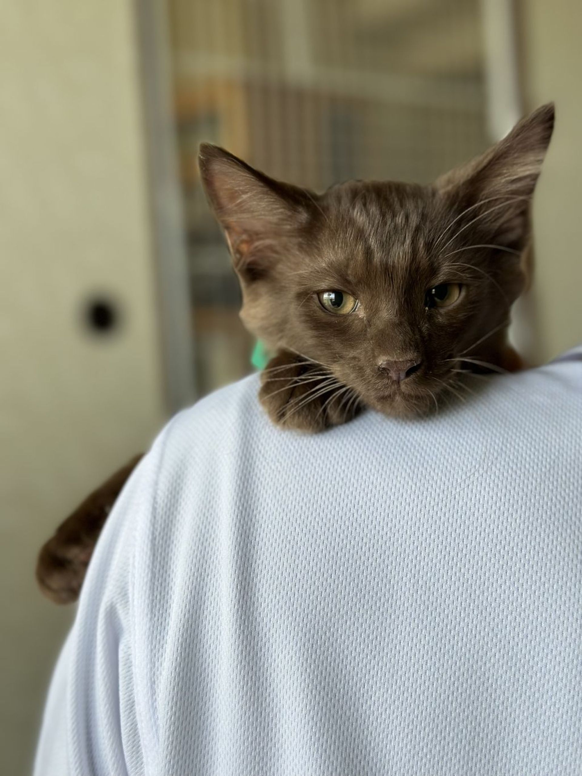 雑種（ミックス猫）・オスの里親募集の写真