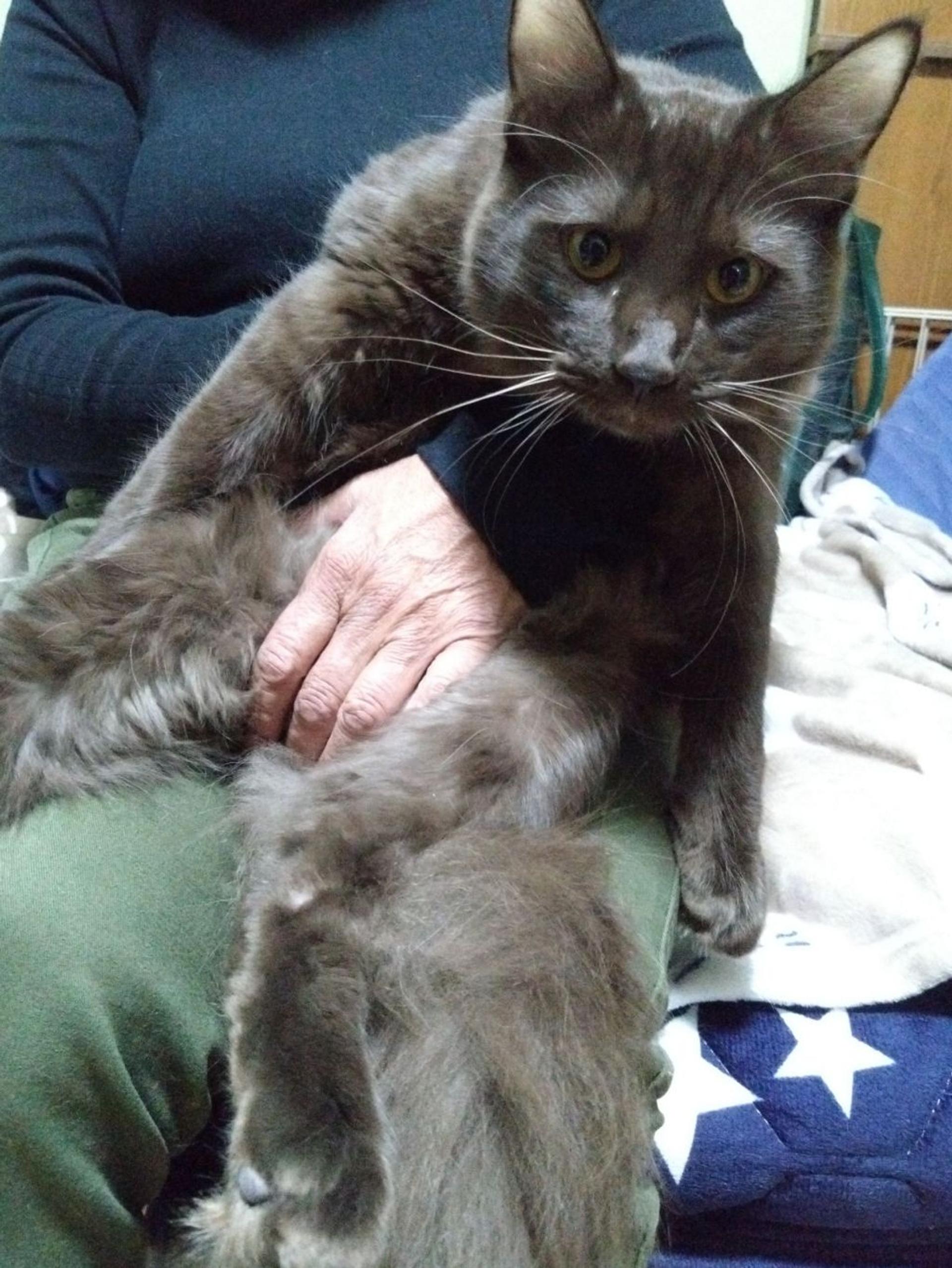 pet-image-2