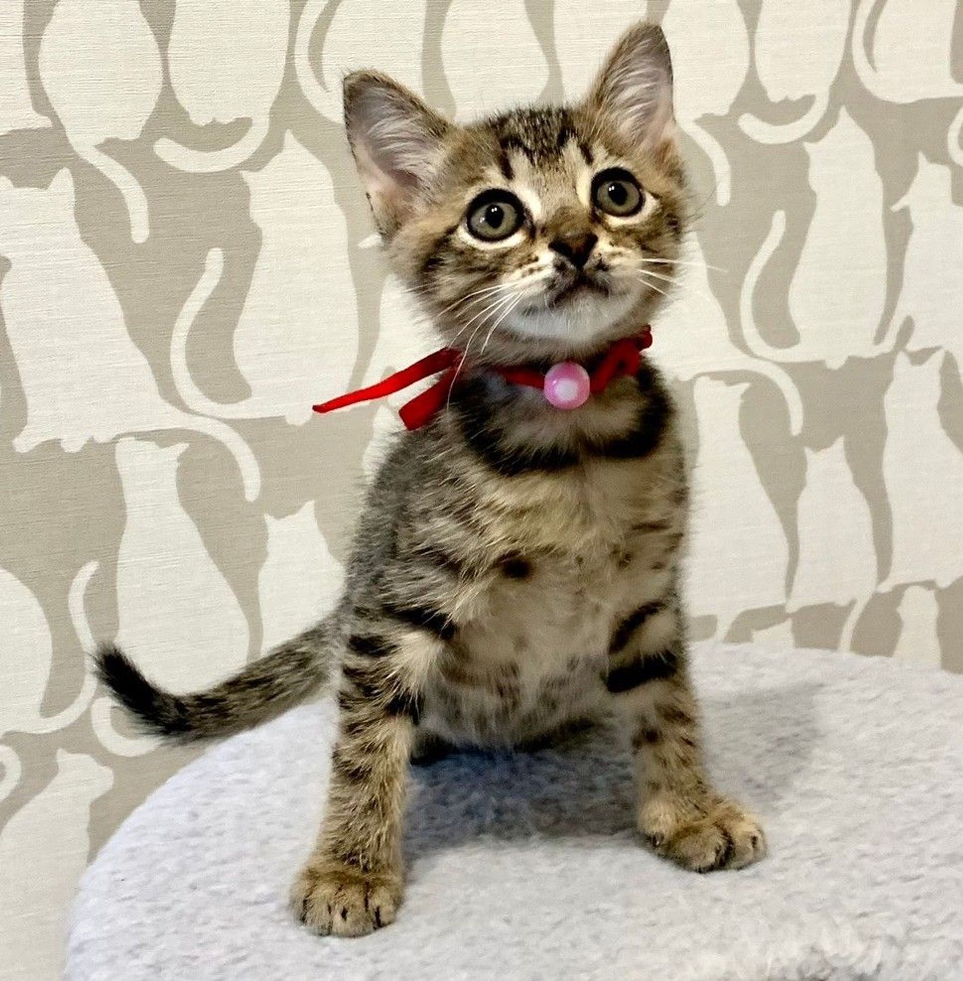 雑種（ミックス猫）・メスの里親募集の写真