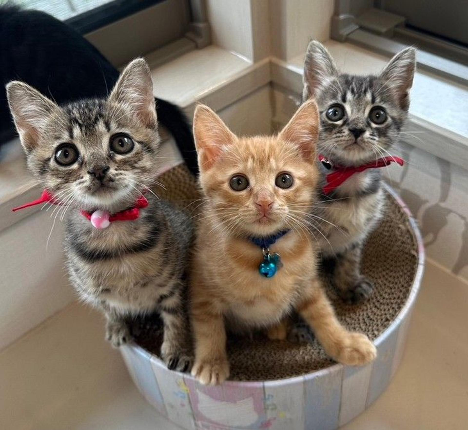 pet-image-4
