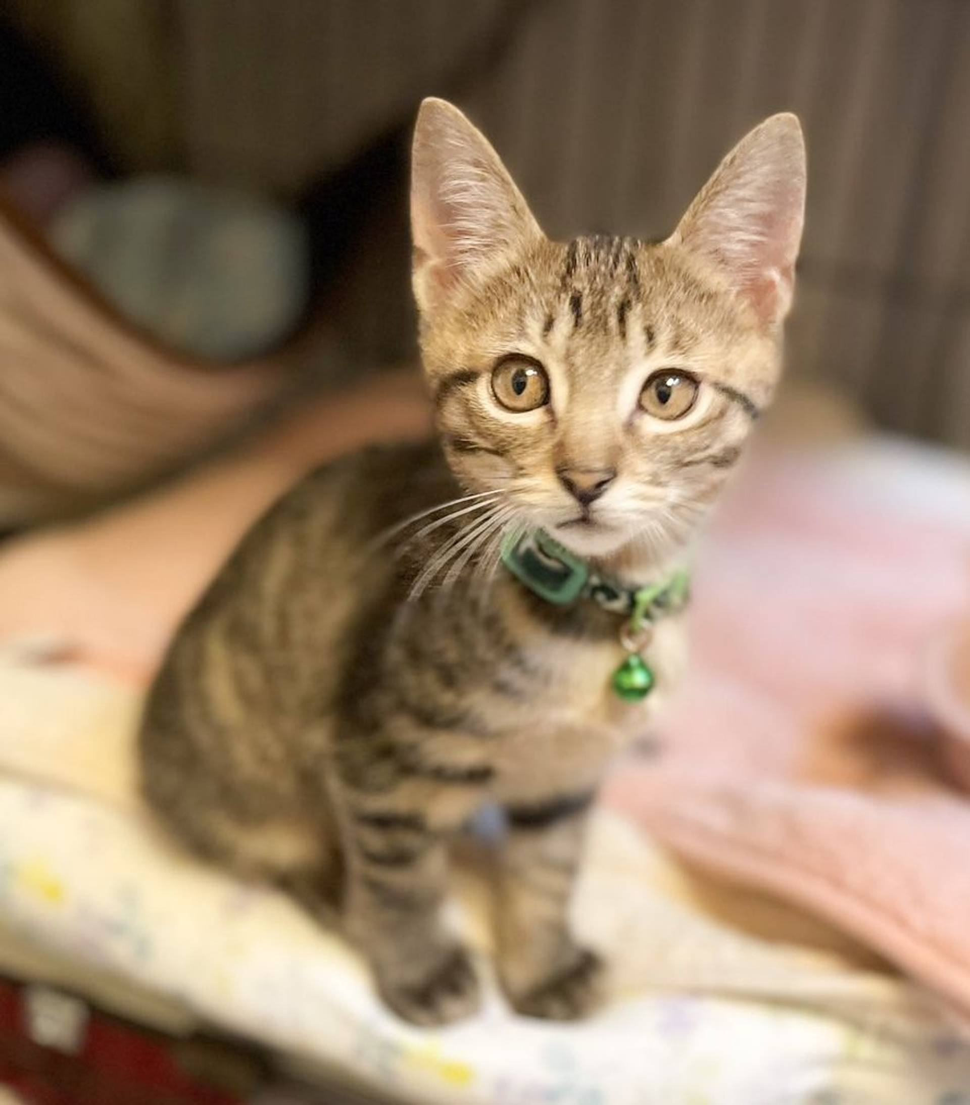 雑種（ミックス猫）・オスの里親募集の写真