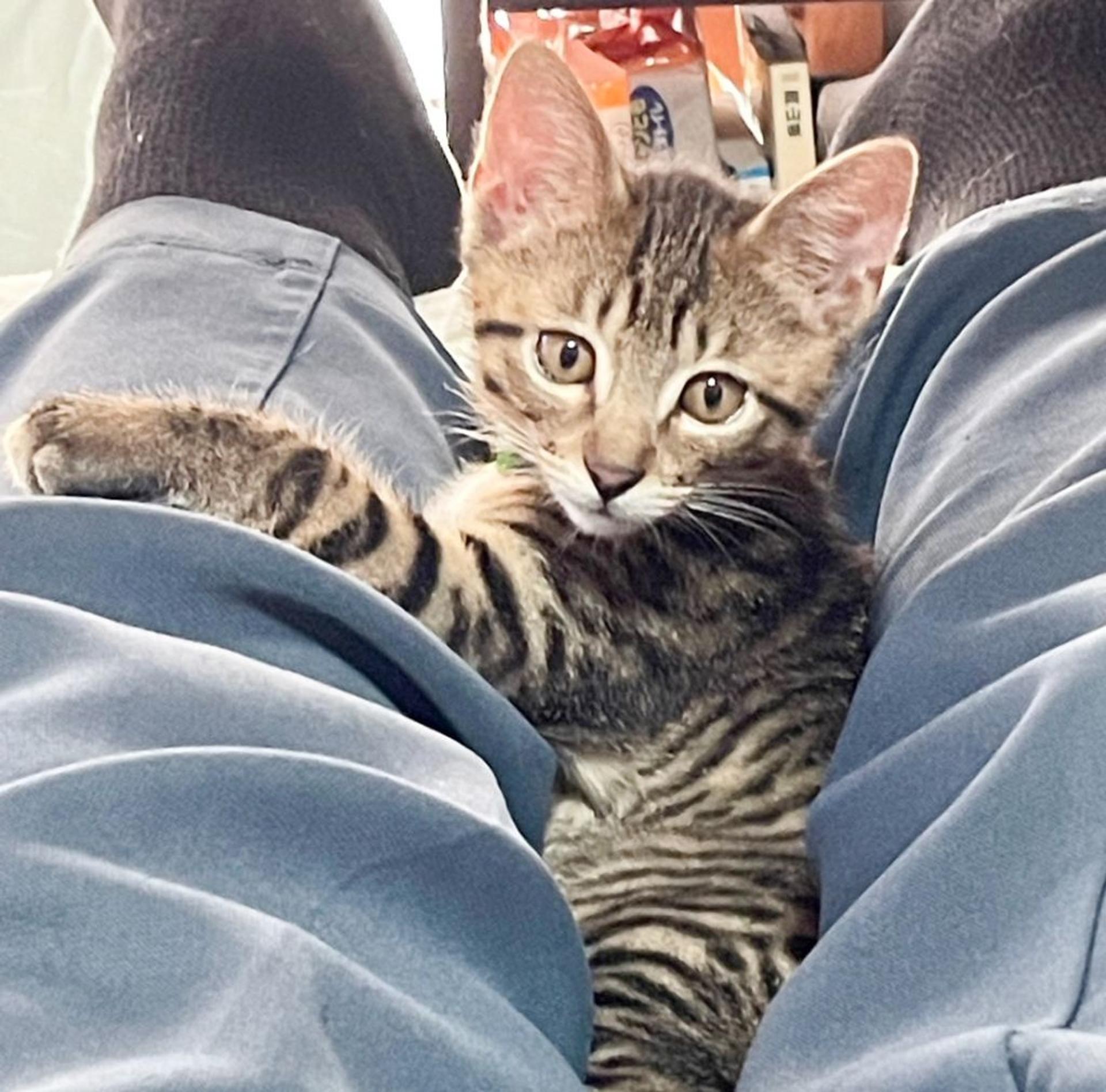 pet-image-5