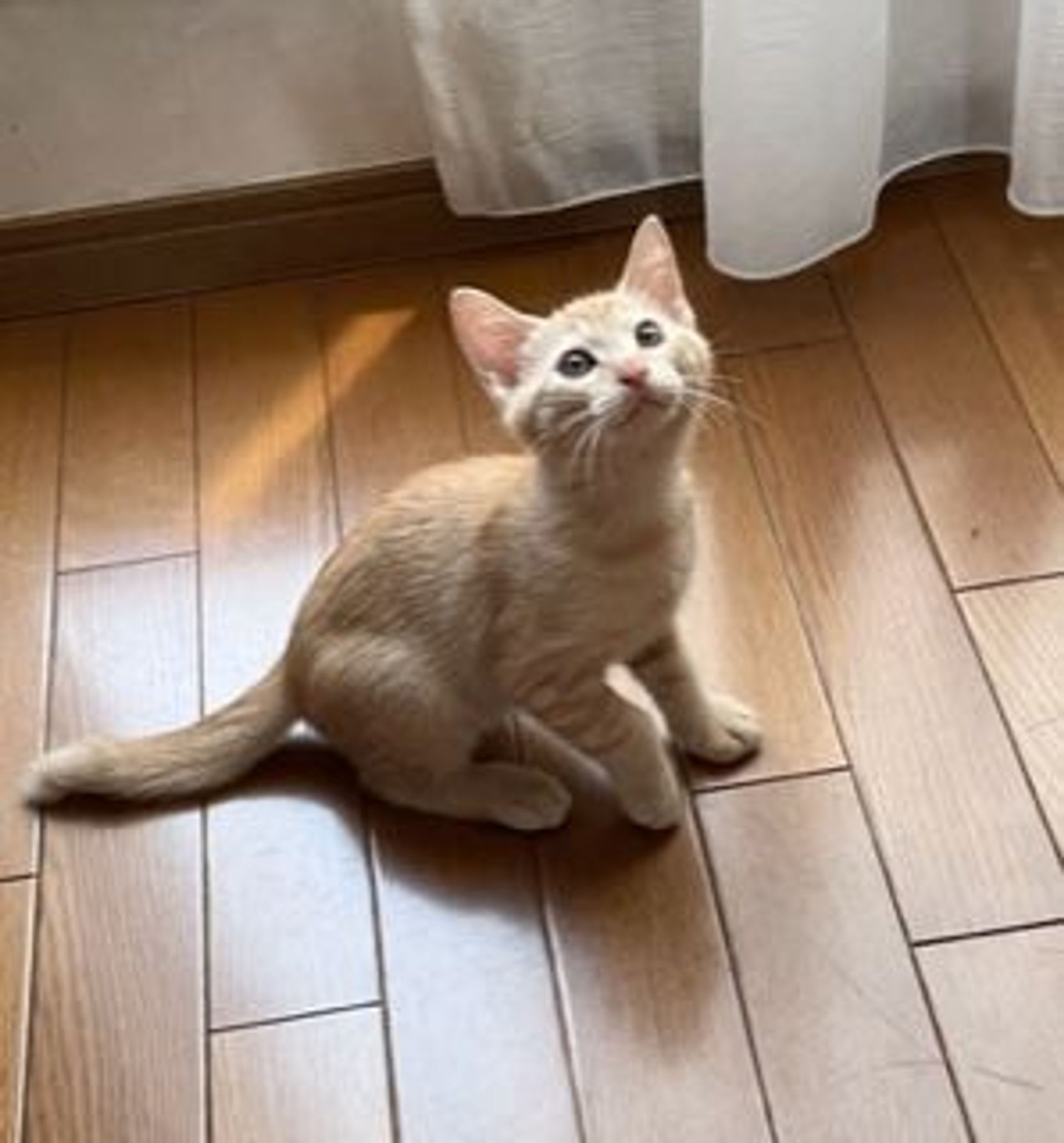 雑種（ミックス猫）・オスの里親募集の写真