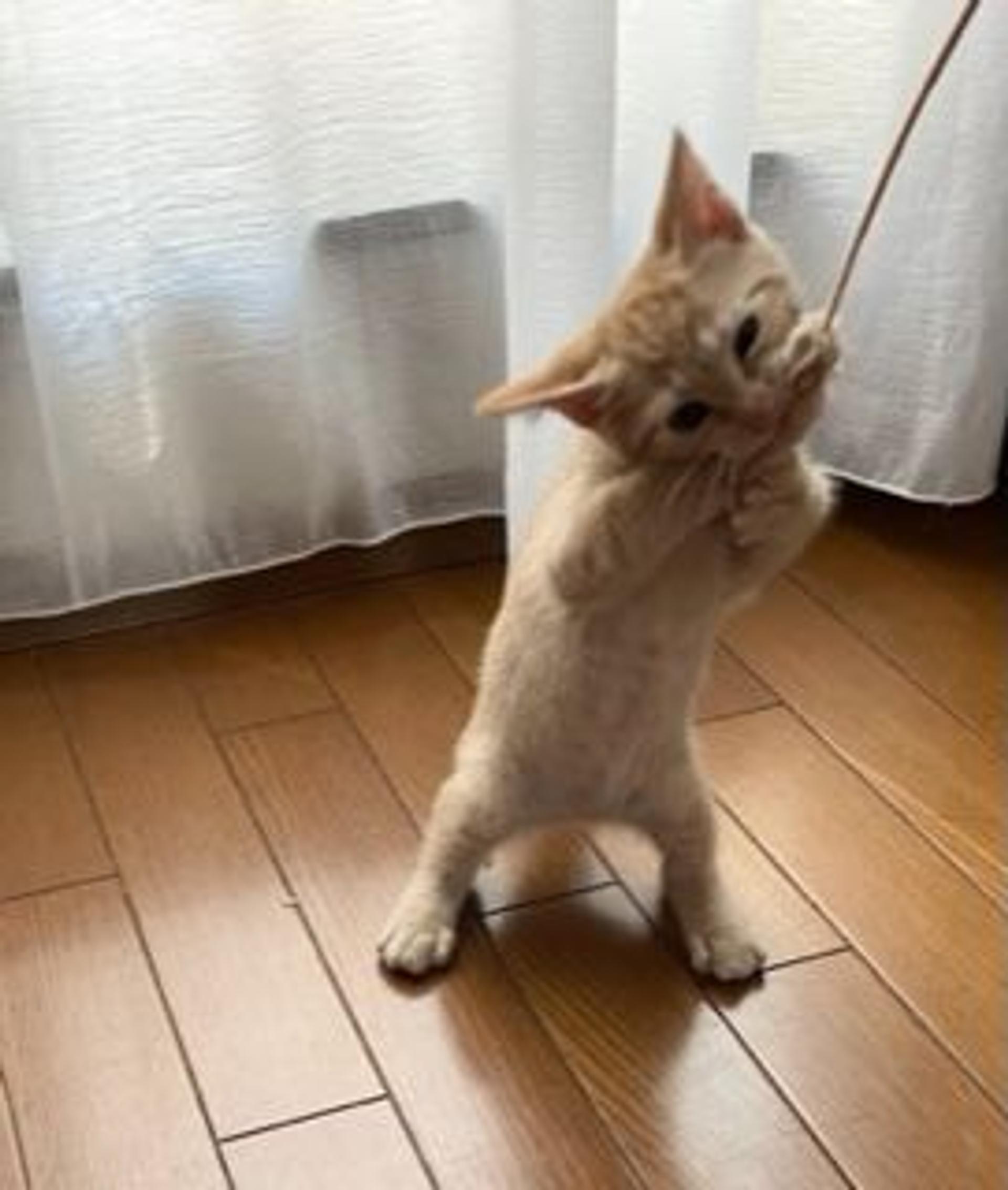 pet-image-4