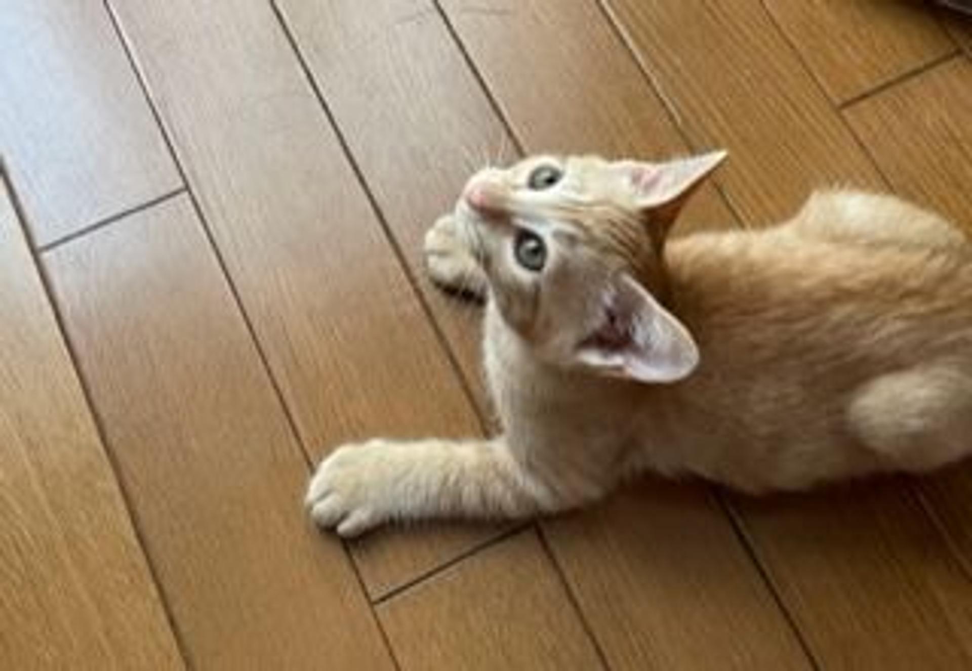 pet-image-5