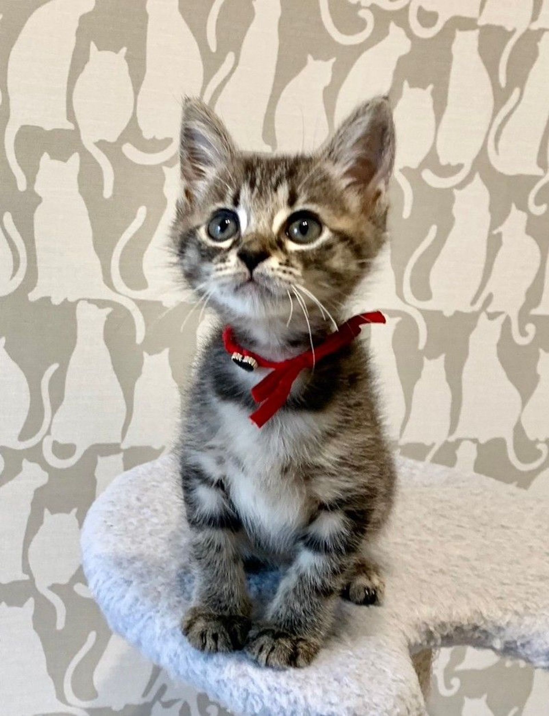 雑種（ミックス猫）・メスの里親募集の写真