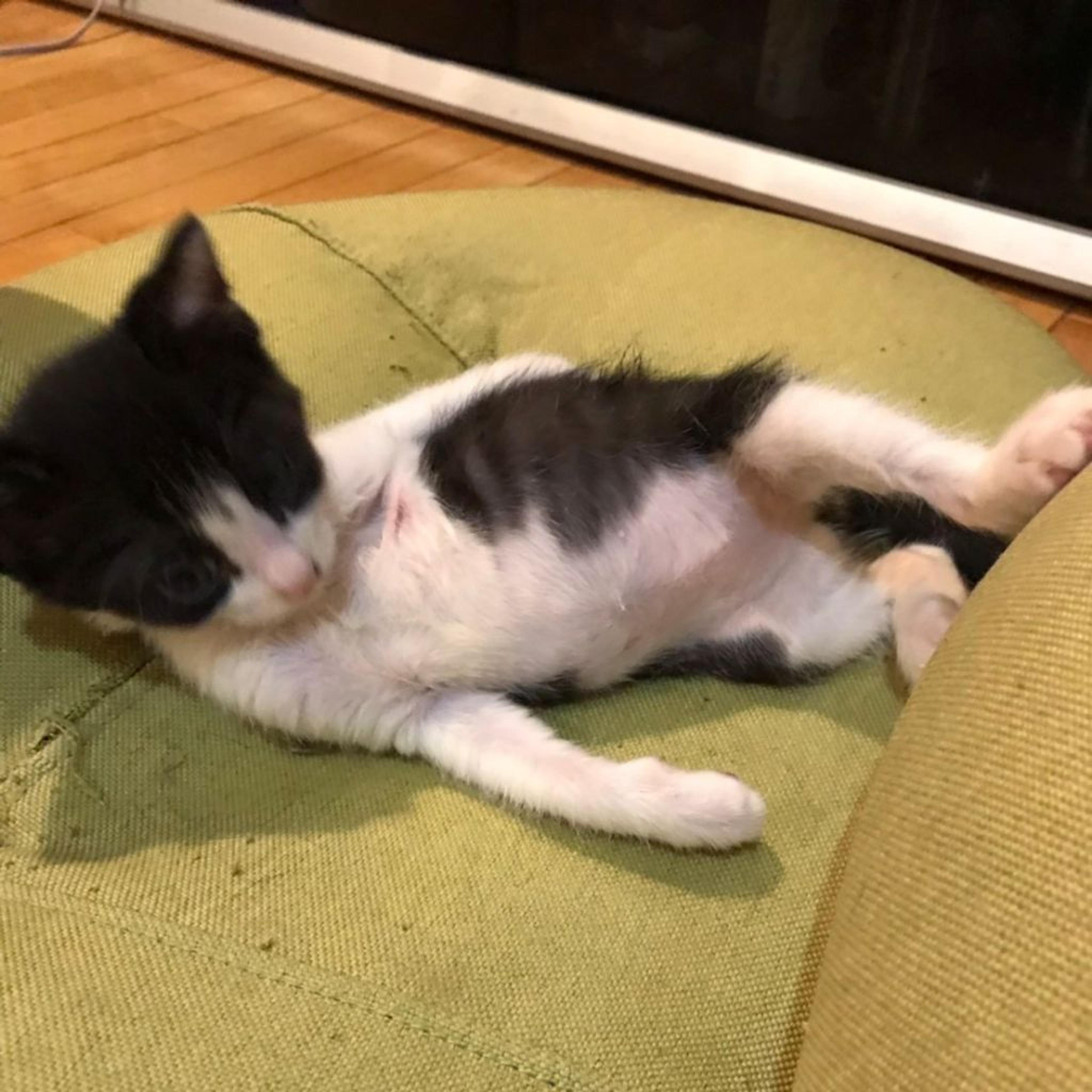 pet-image-2