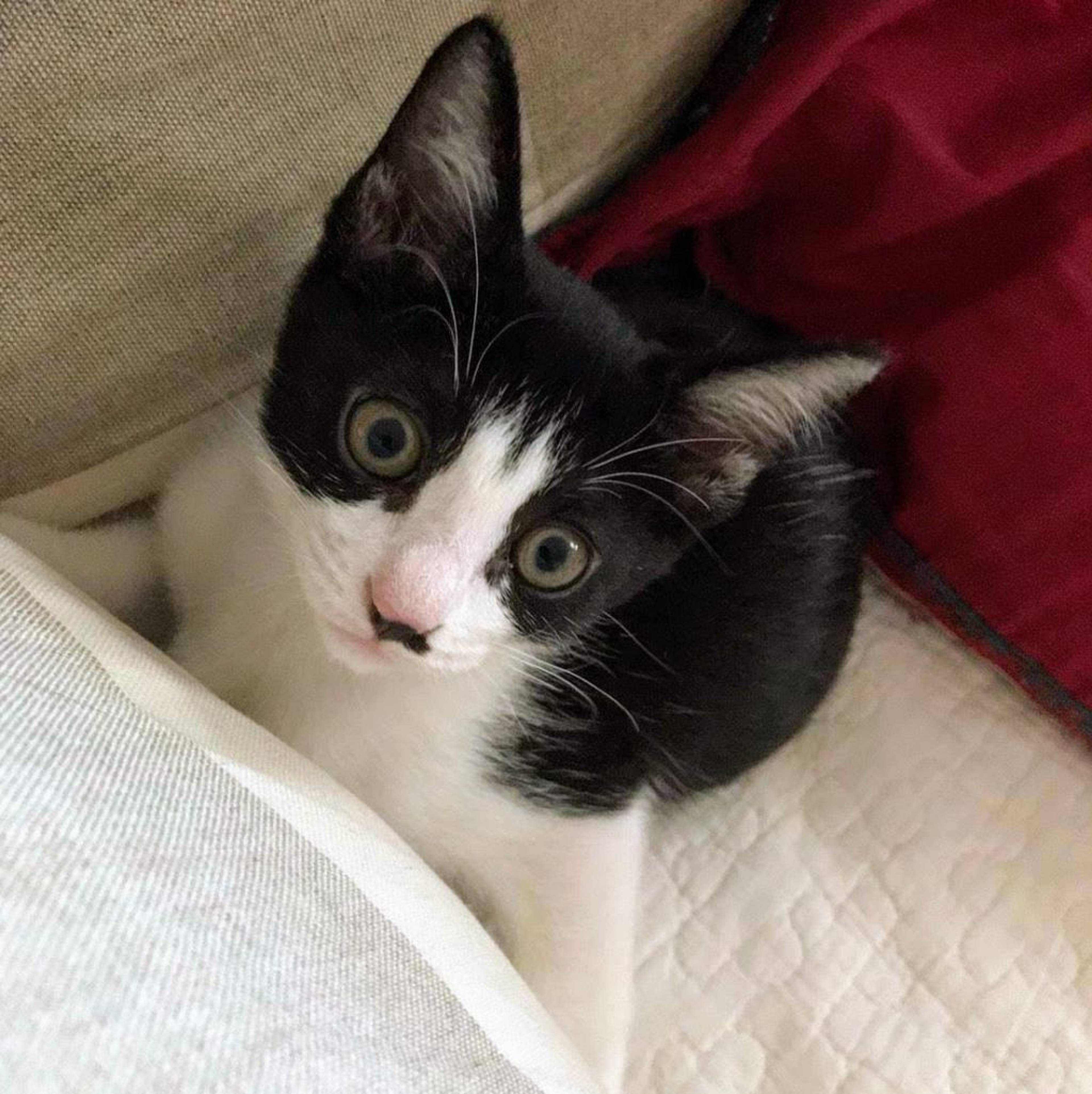 雑種（ミックス猫）・オスの里親募集の写真