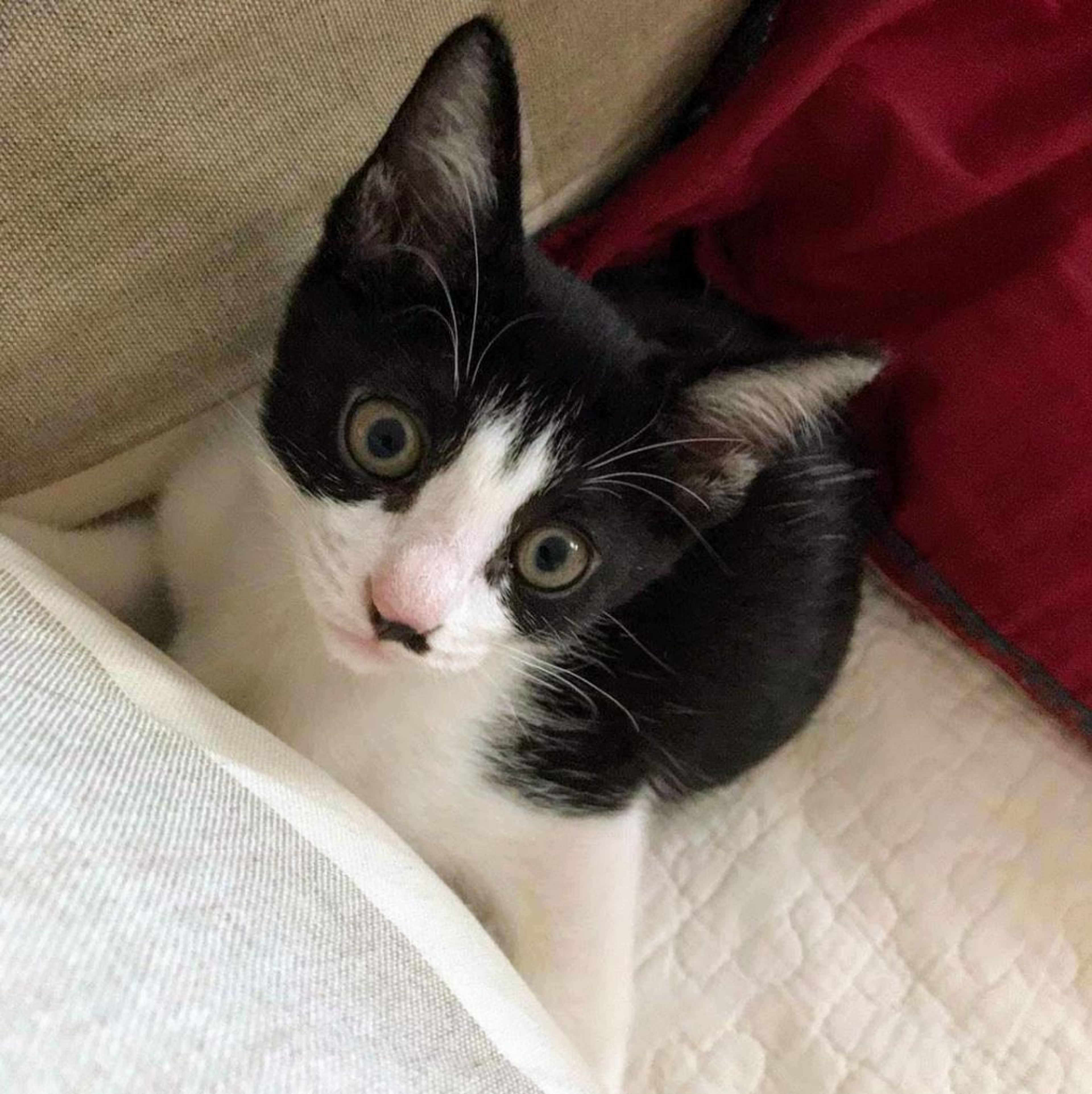 雑種（ミックス猫）・オスの里親募集の写真