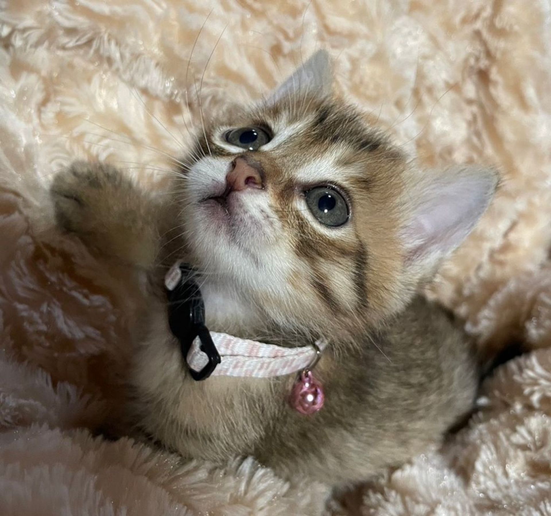 雑種（ミックス猫）・メスの里親募集の写真