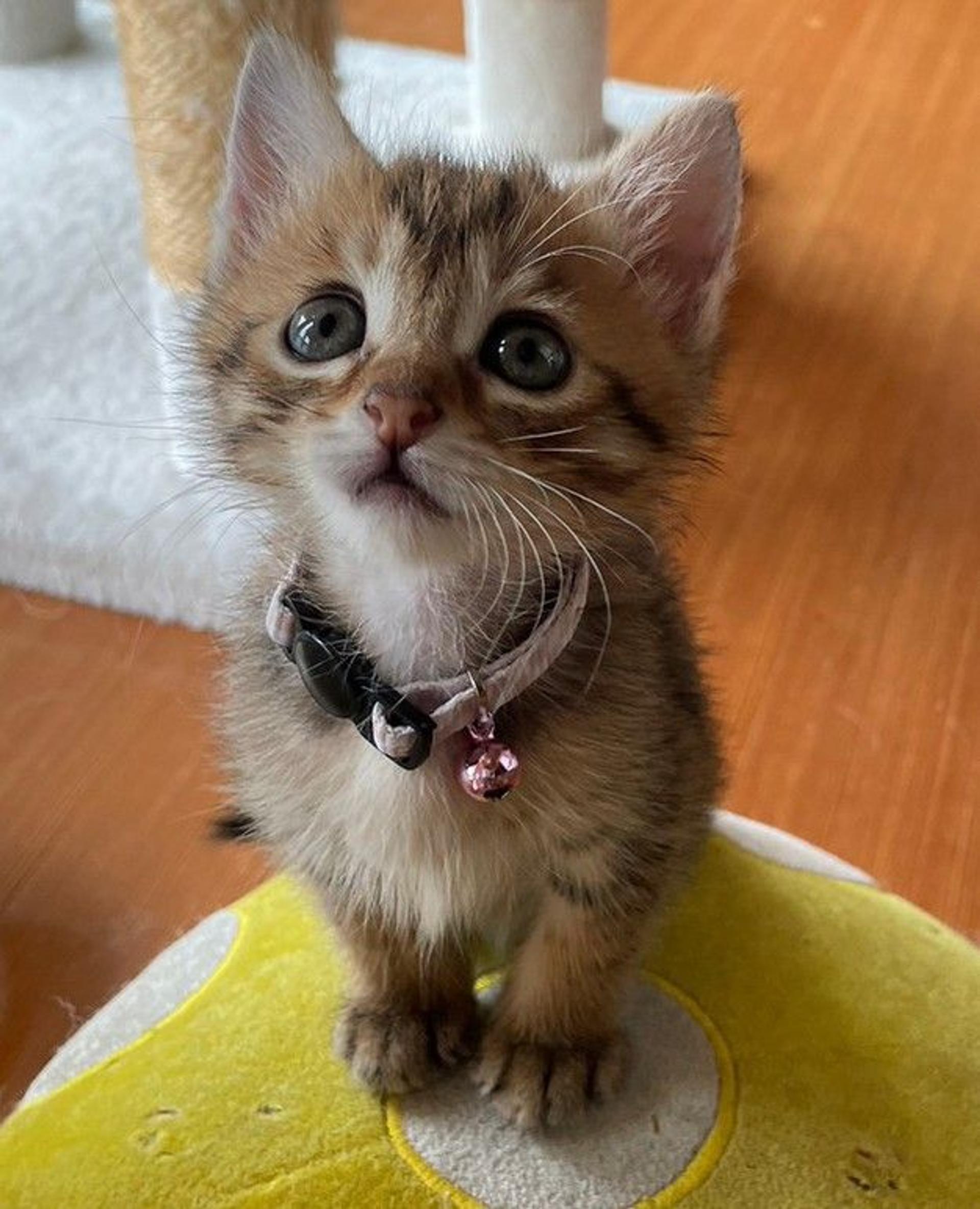 pet-image-2