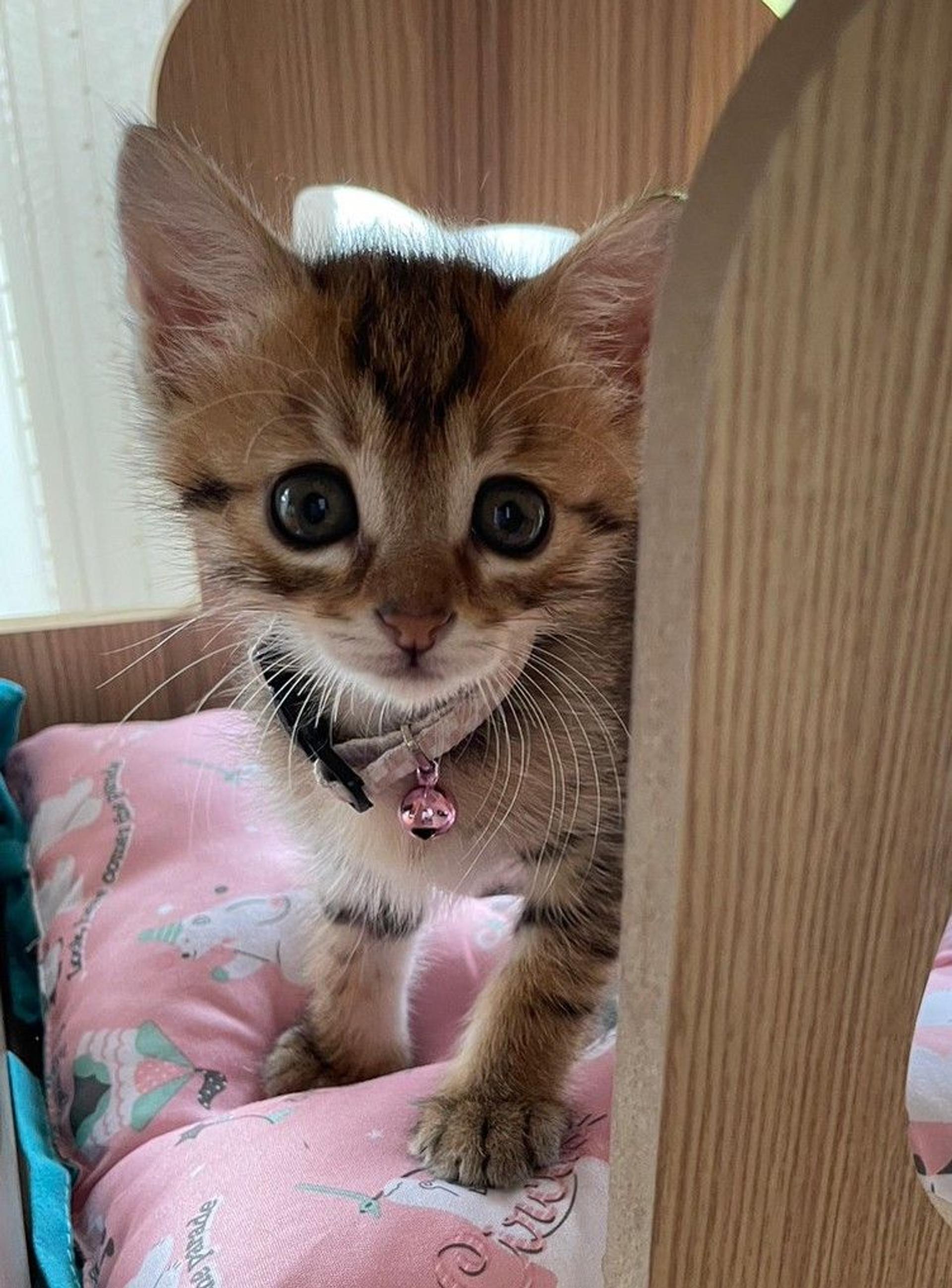 pet-image-3