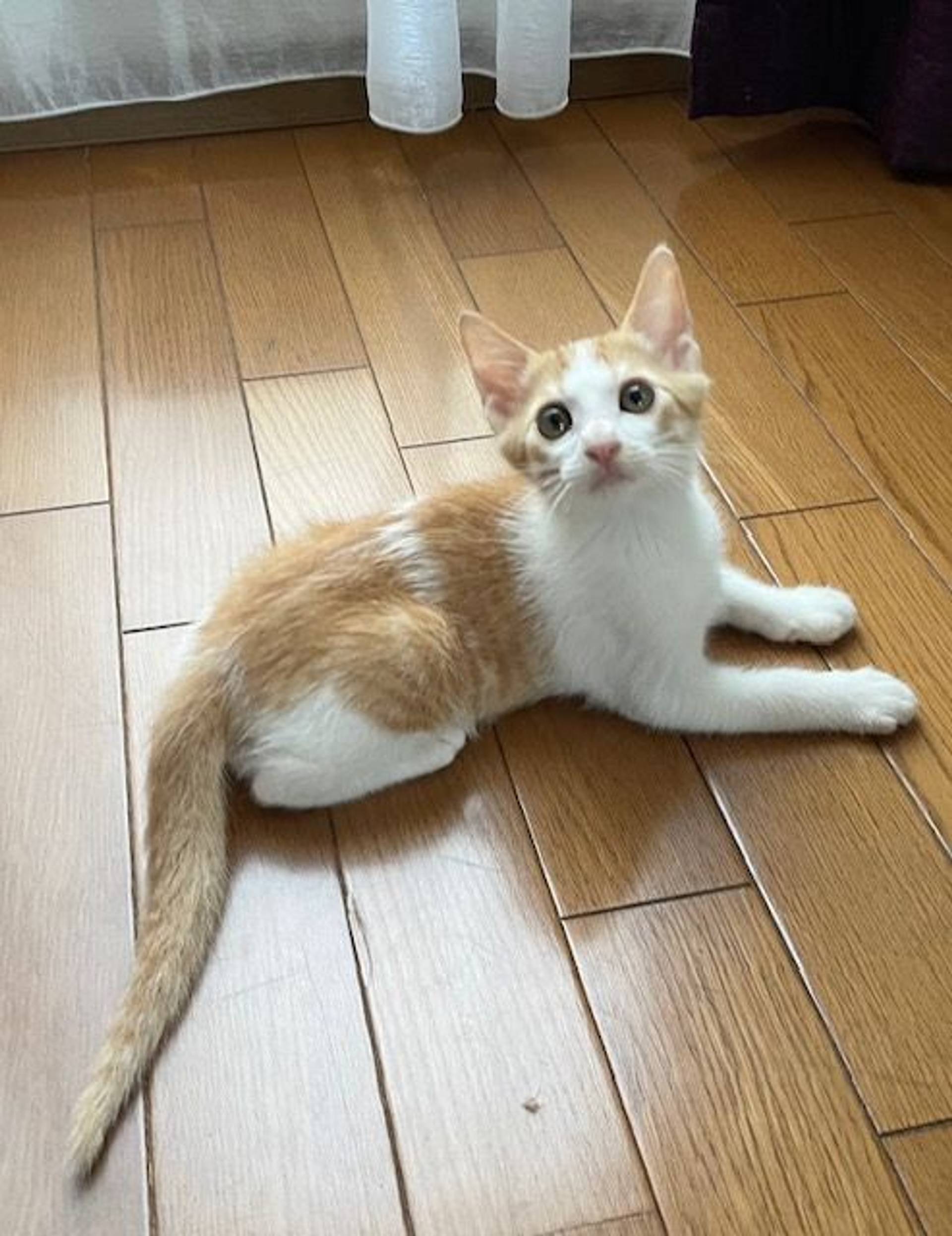 雑種（ミックス猫）・オスの里親募集の写真