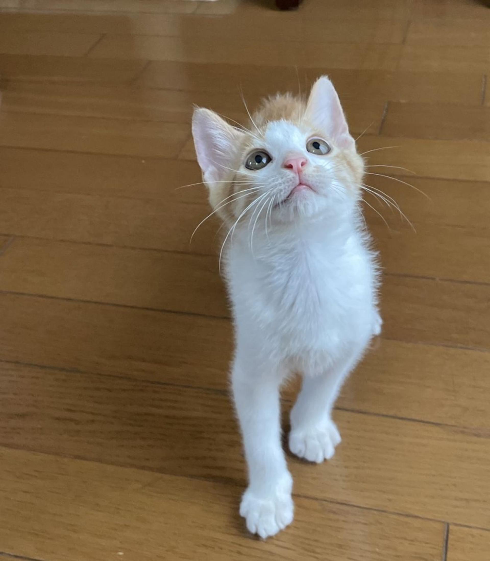 pet-image-3