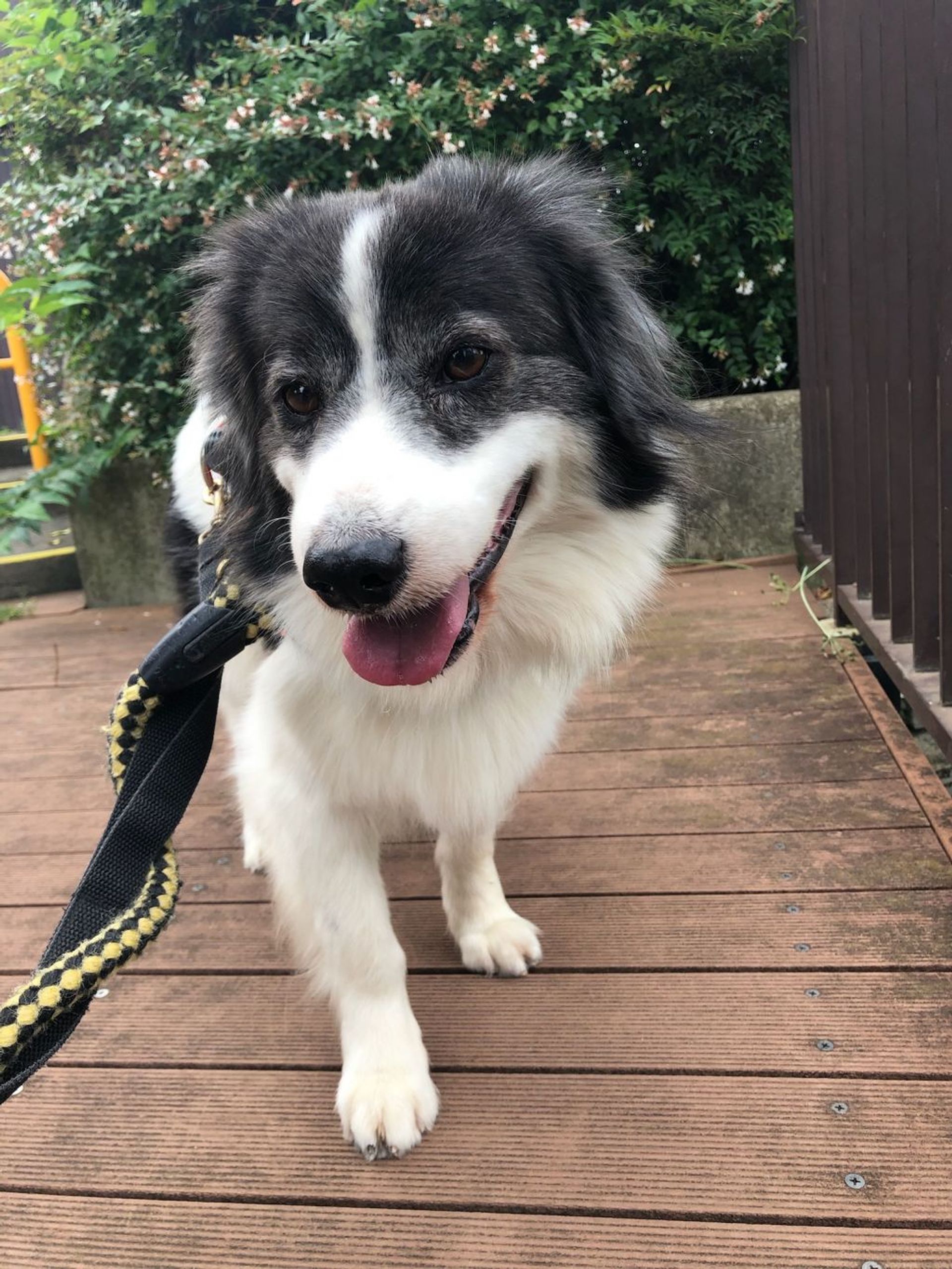 雑種（ミックス犬）・オスの里親募集の写真