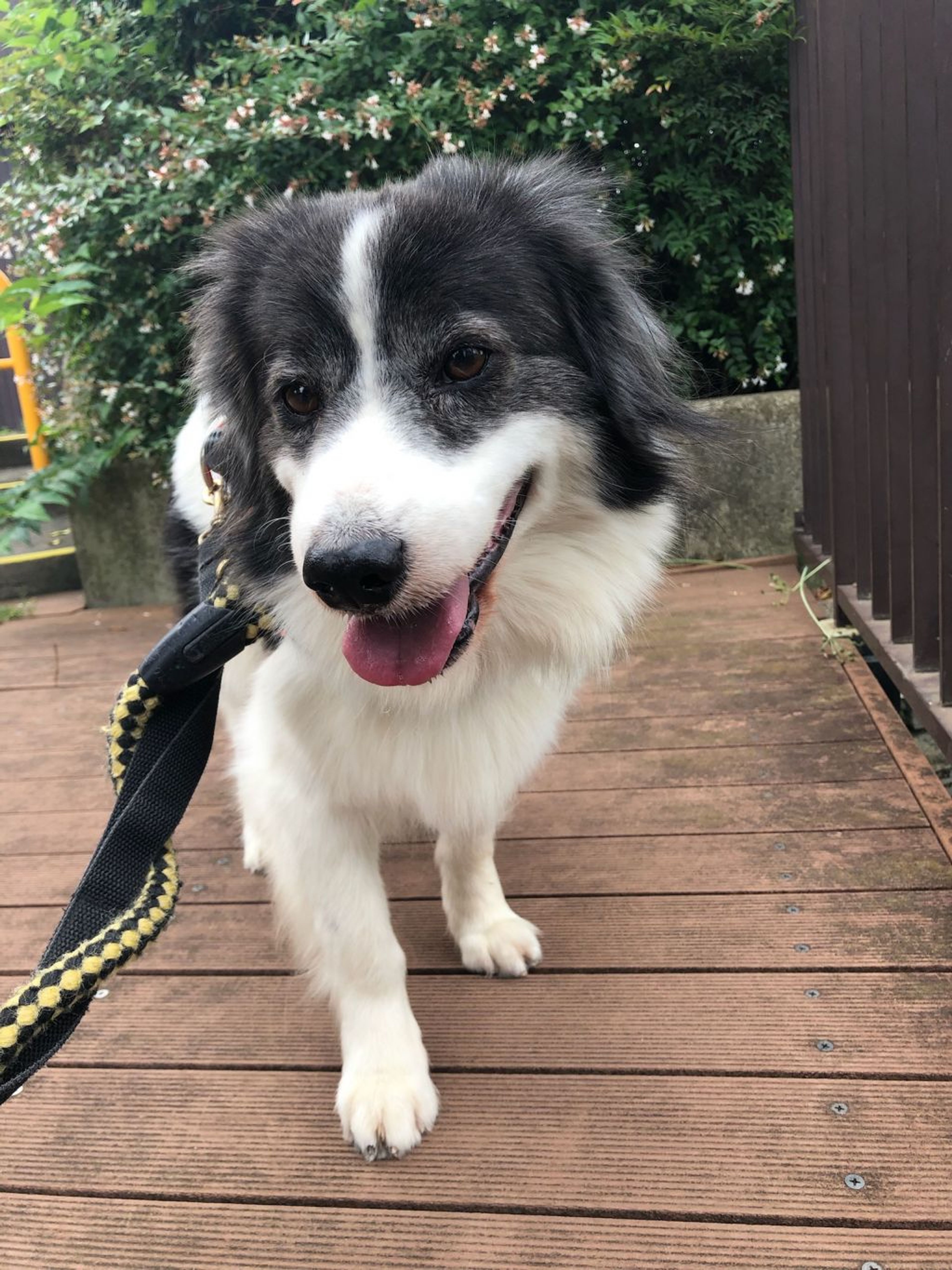 雑種（ミックス犬）・オスの里親募集の写真