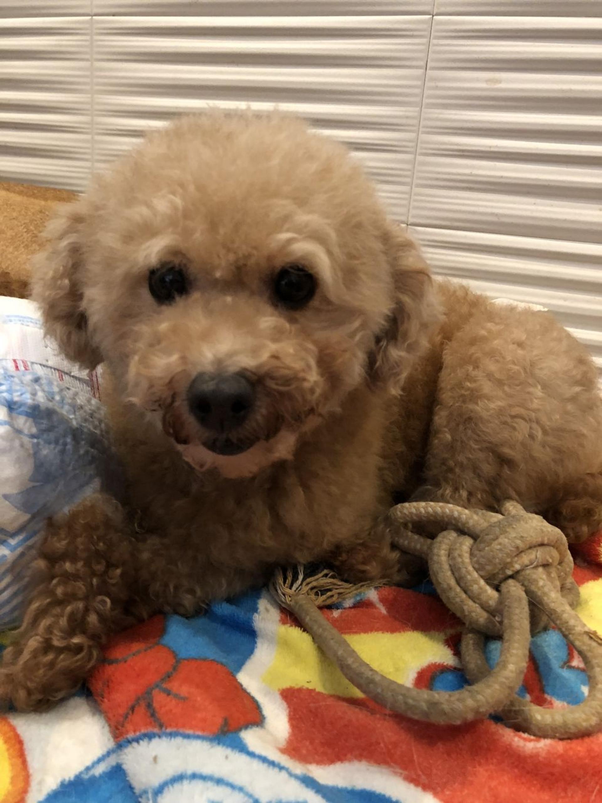 pet-image-2
