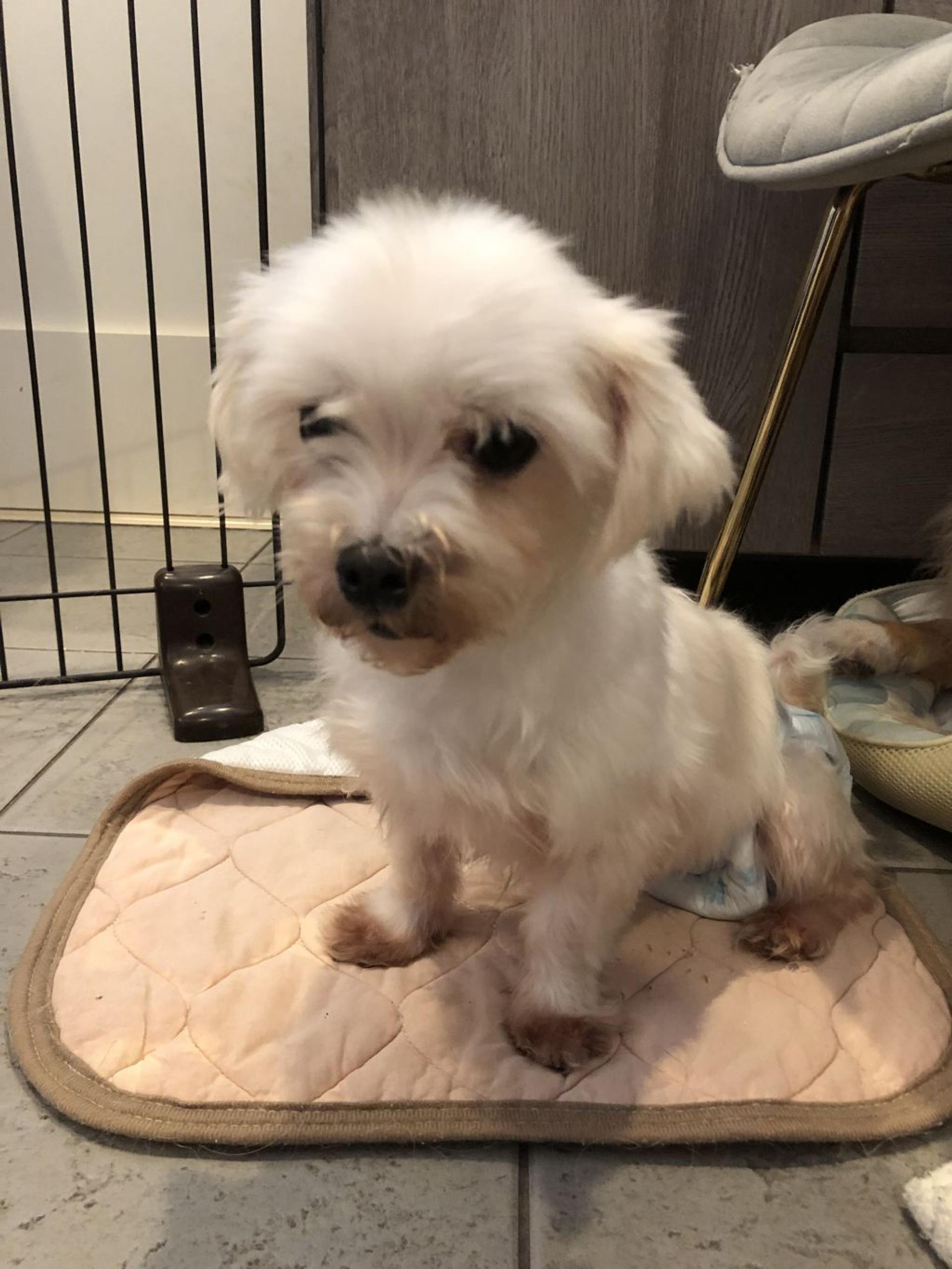 pet-image-2
