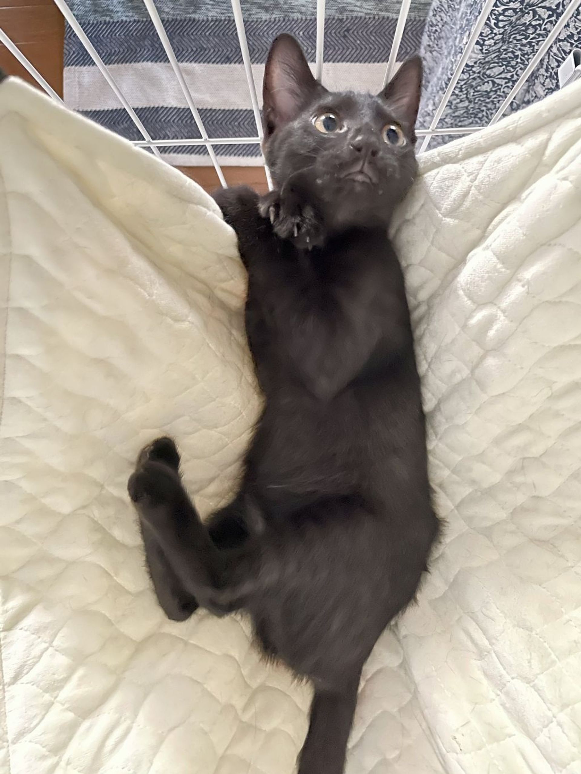 雑種（ミックス猫）・メスの里親募集の写真