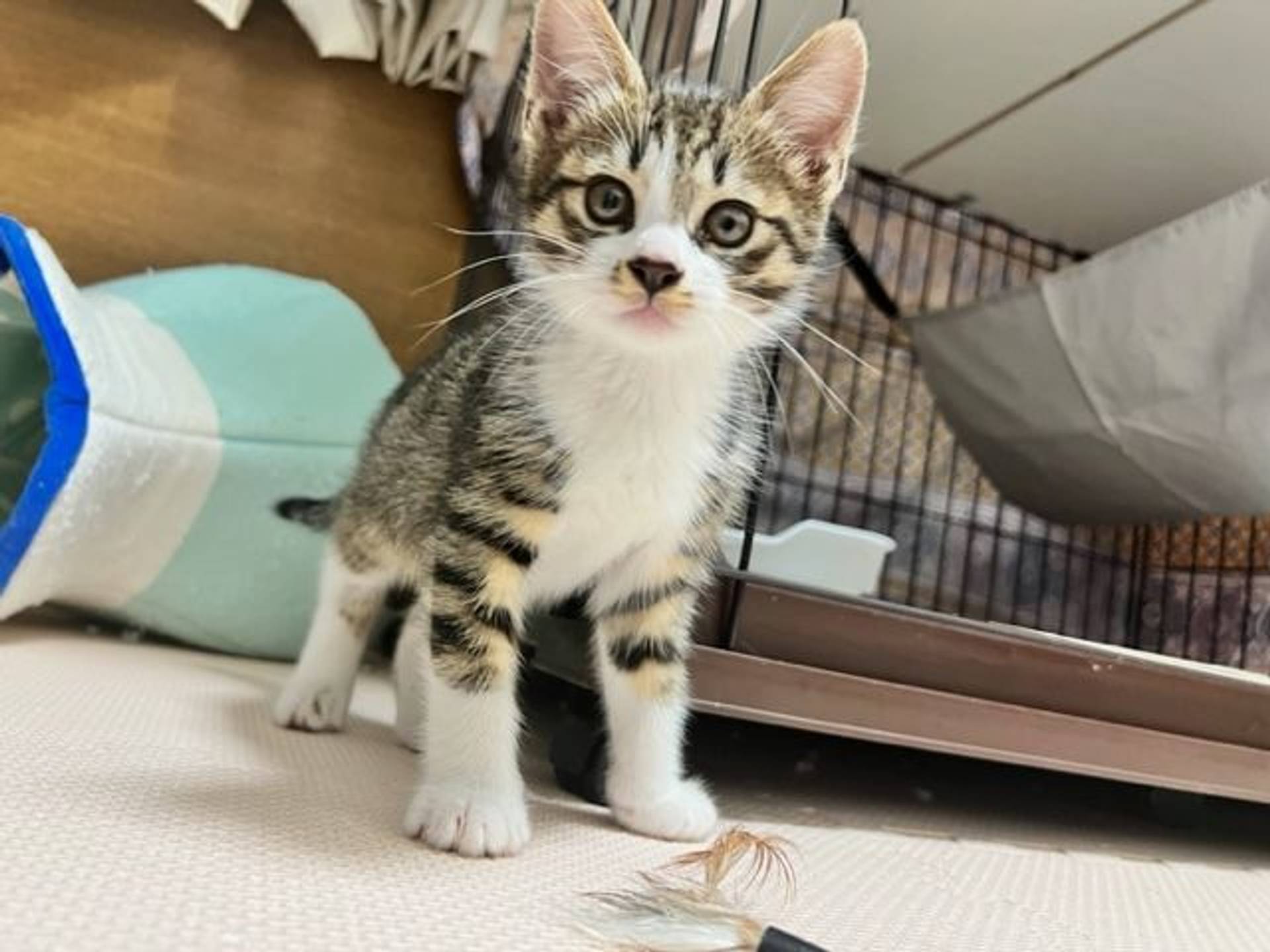 雑種（ミックス猫）・オスの里親募集の写真