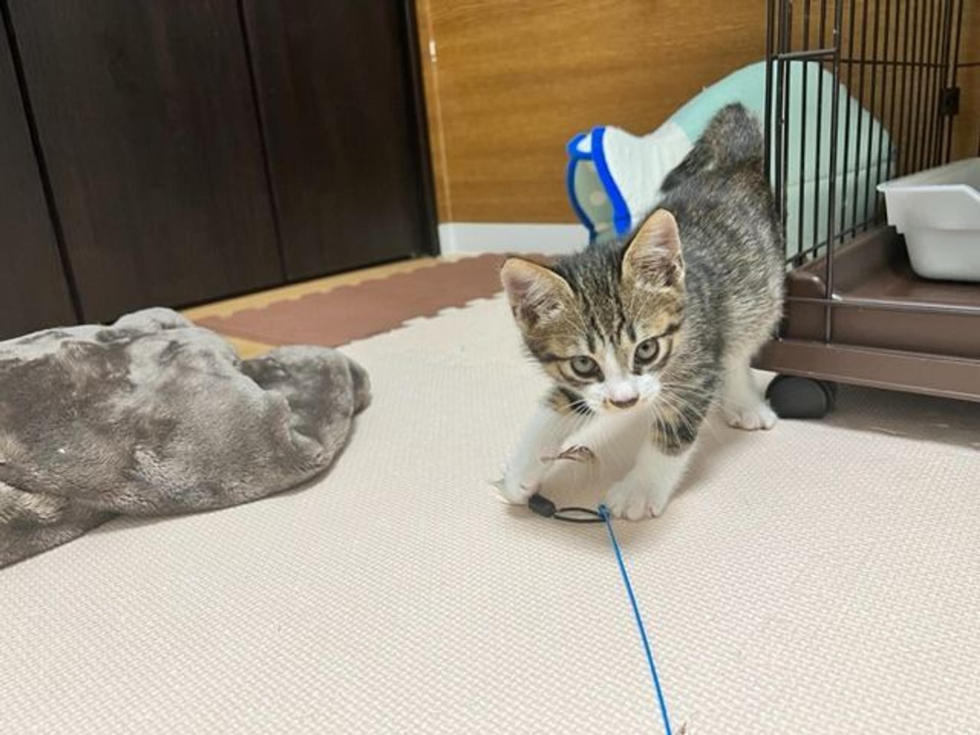 pet-image-3