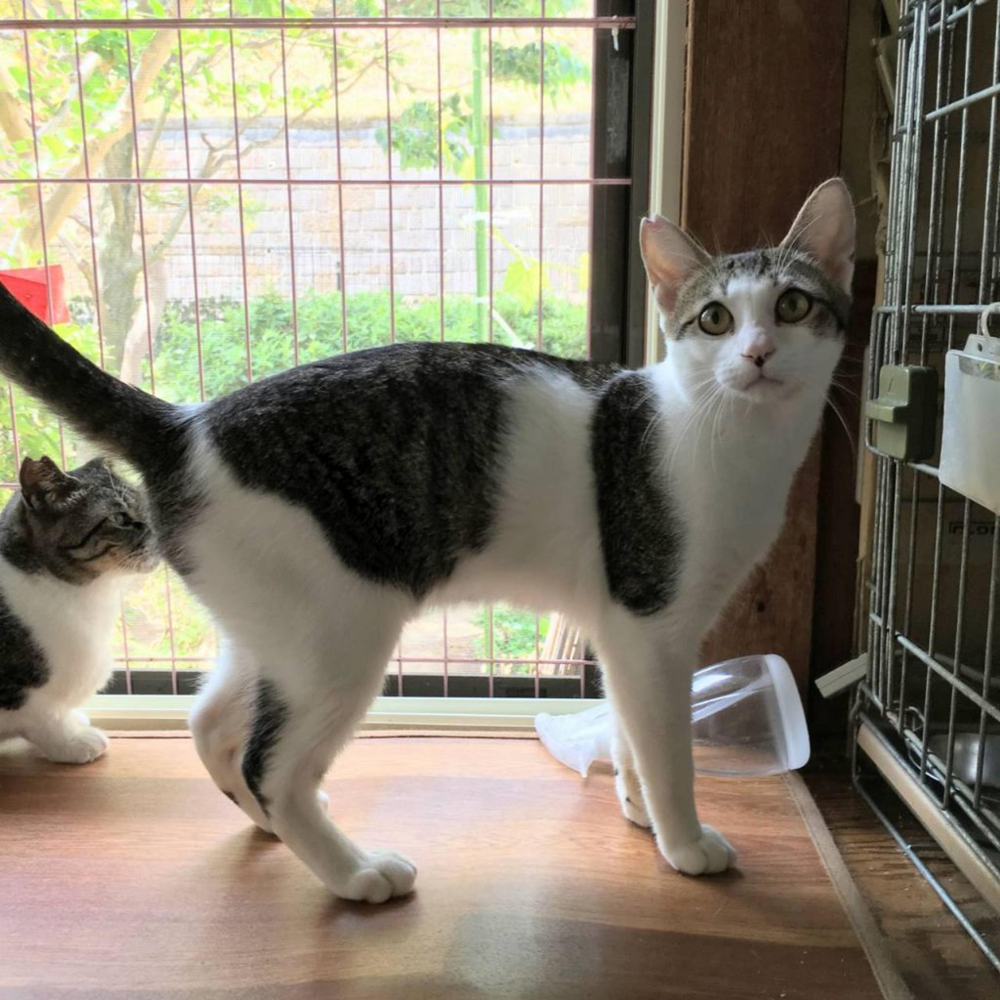 pet-image-2