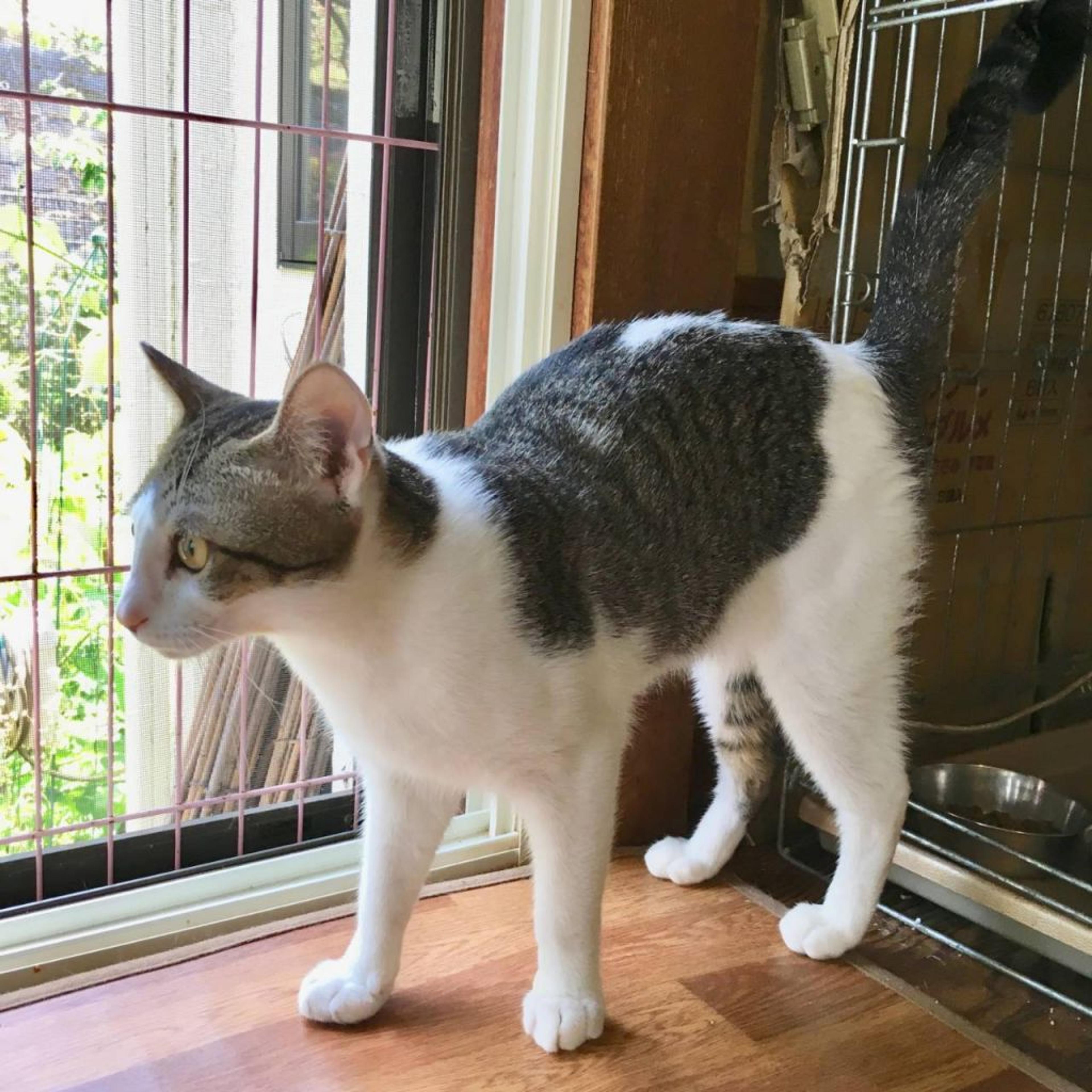 pet-image-3