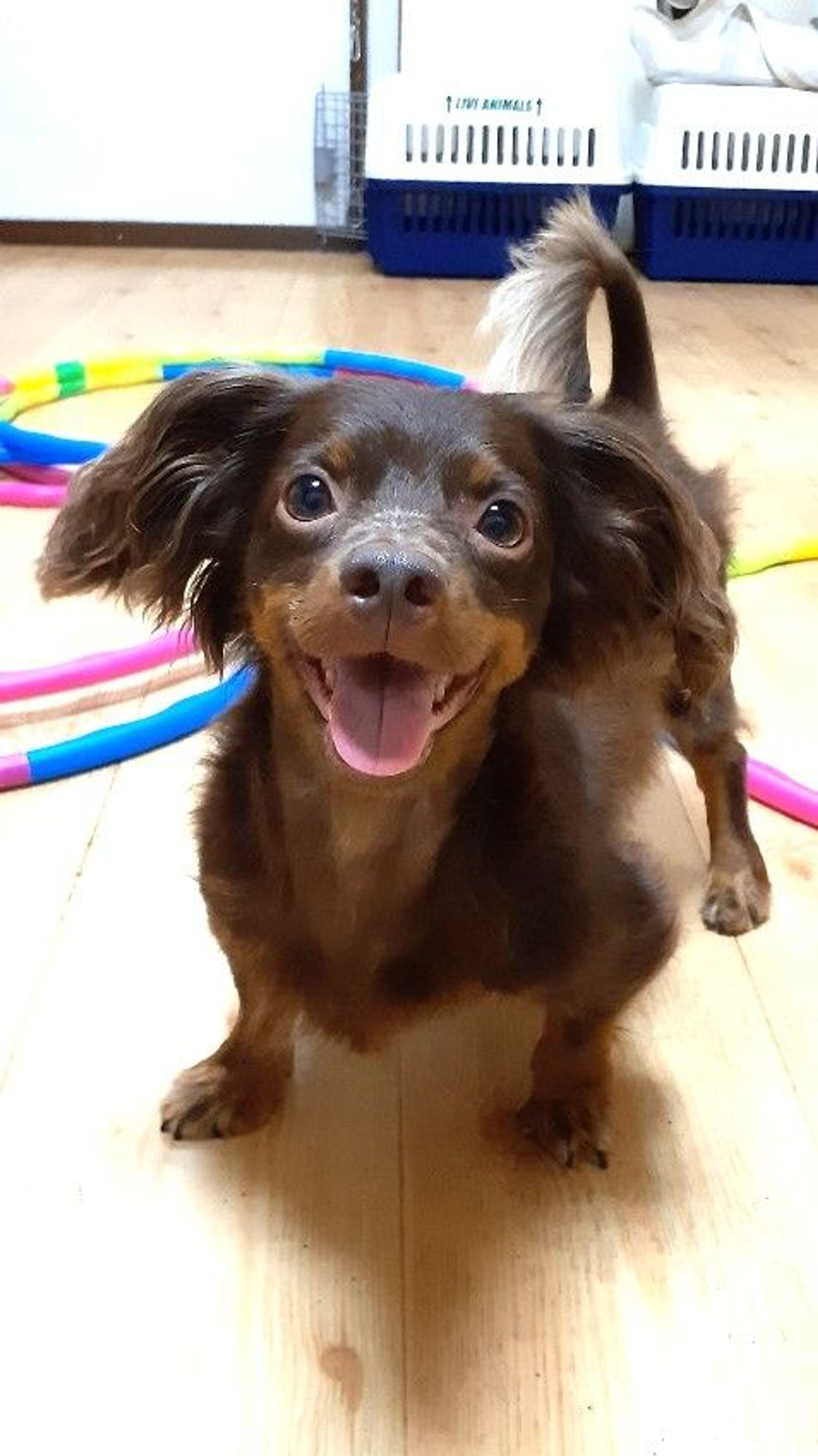 雑種（ミックス犬）・オスの里親募集の写真