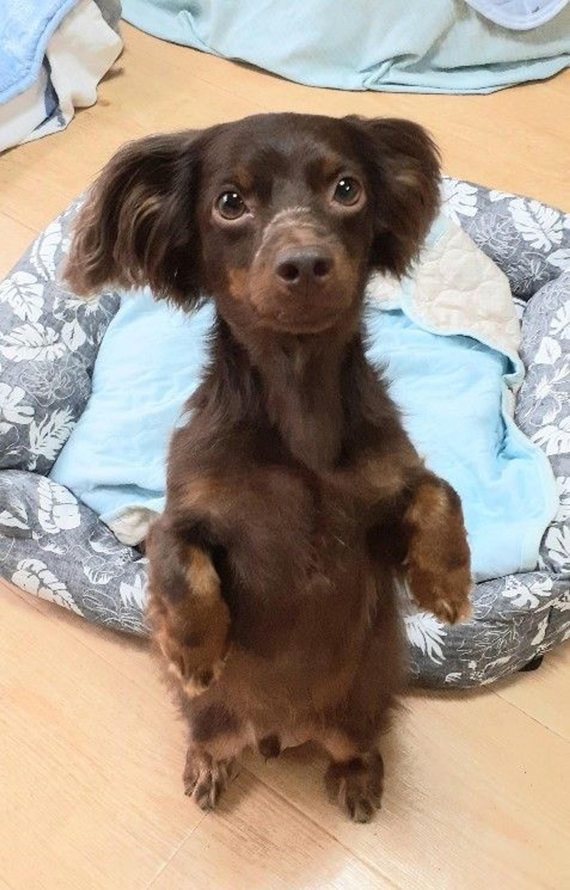 pet-image-2