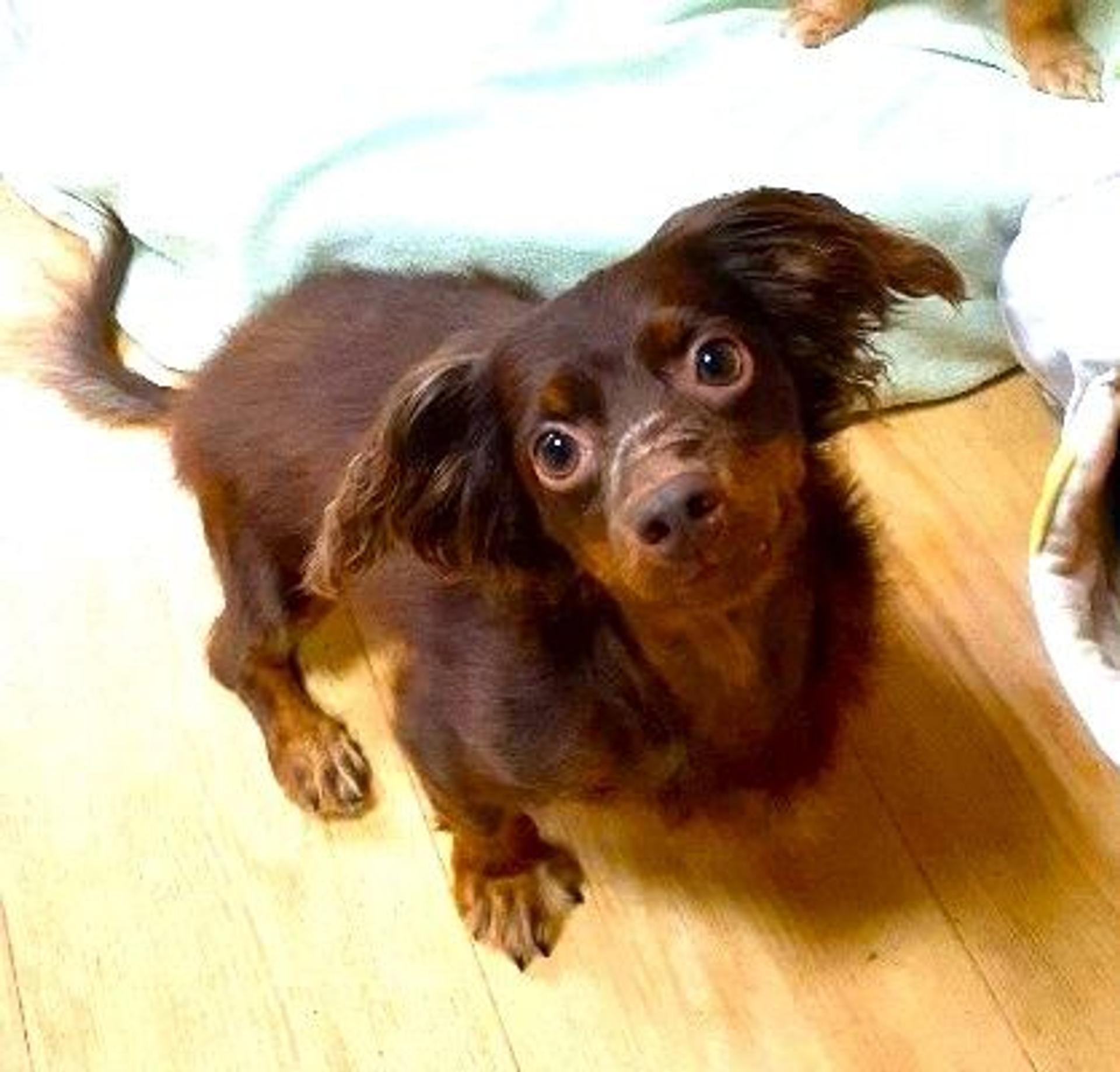 pet-image-5
