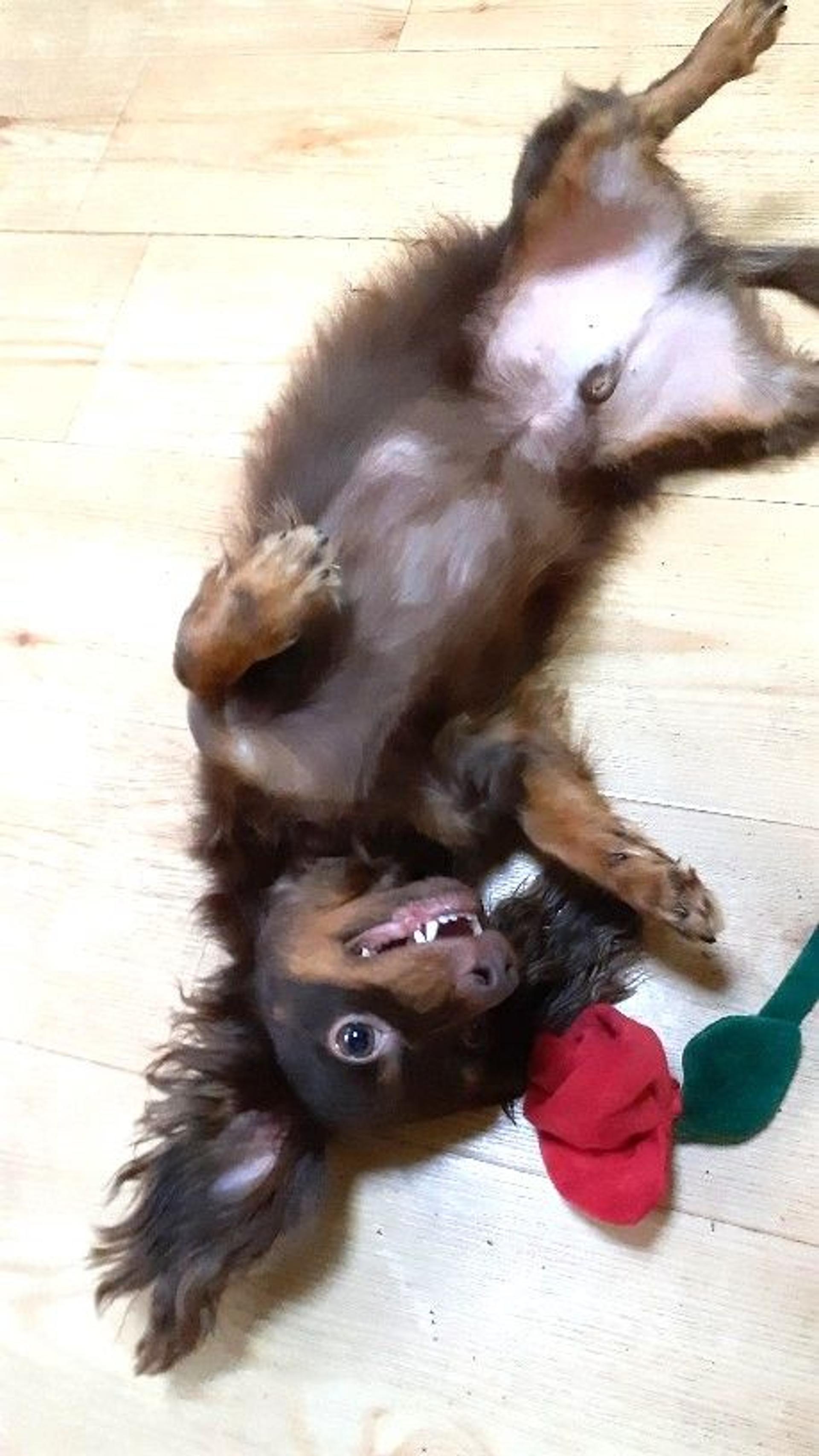 pet-image-8